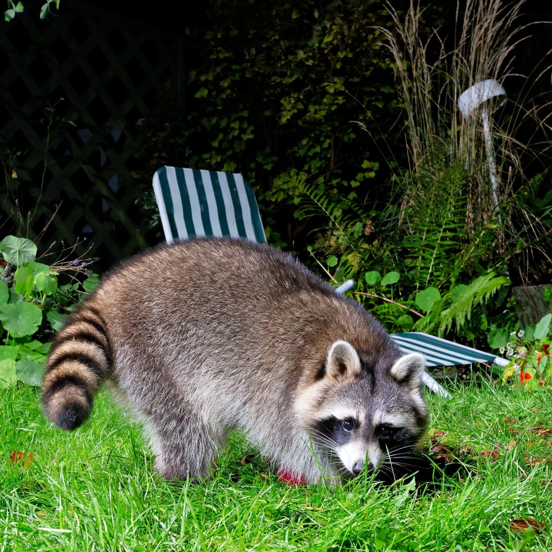 Doch kein Haustier: Der Waschbär bleibt ein Problem für heimische Arten