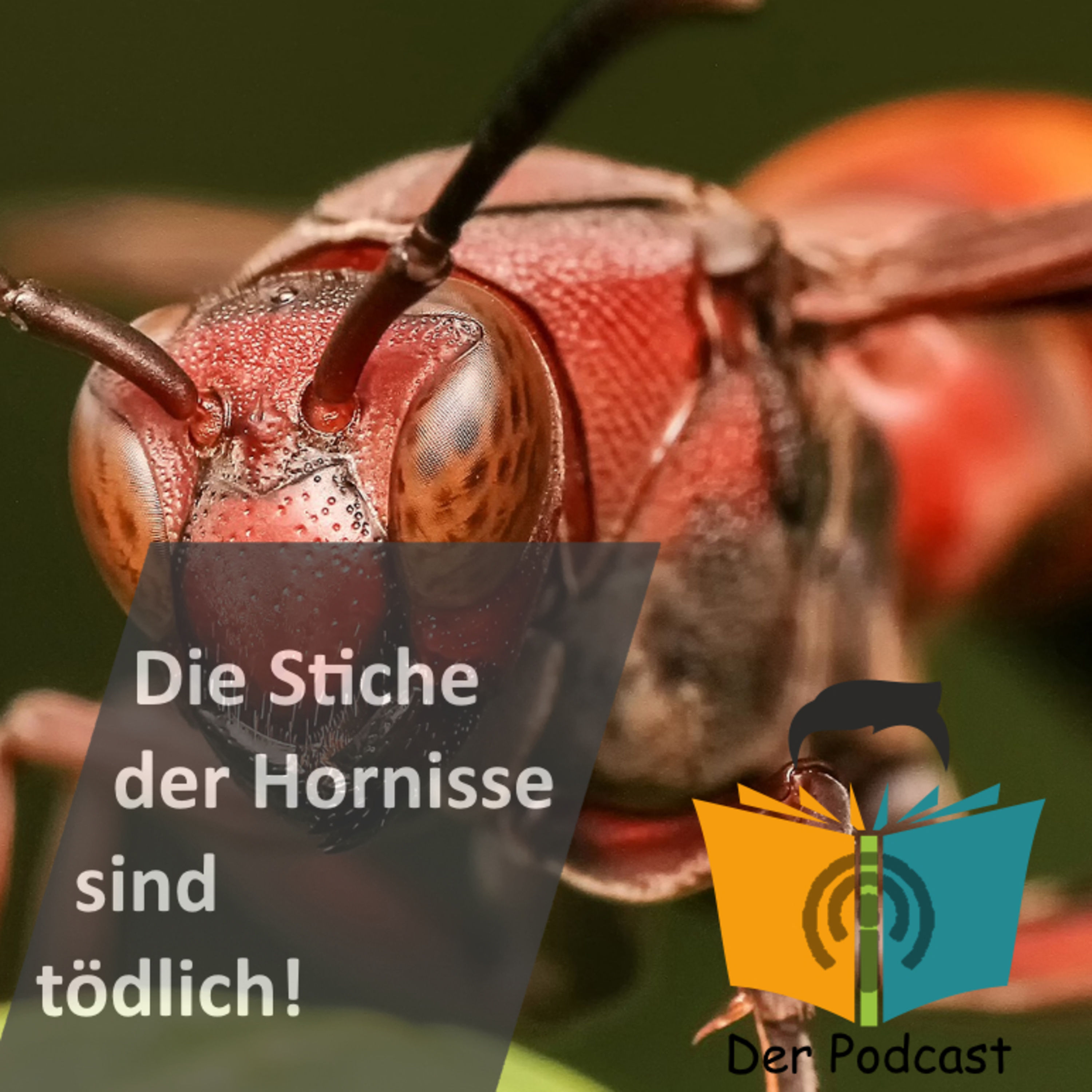 "Drei Hornissenstiche töten einen Menschen, sieben ein Pferd!" - IstDasFakt?!