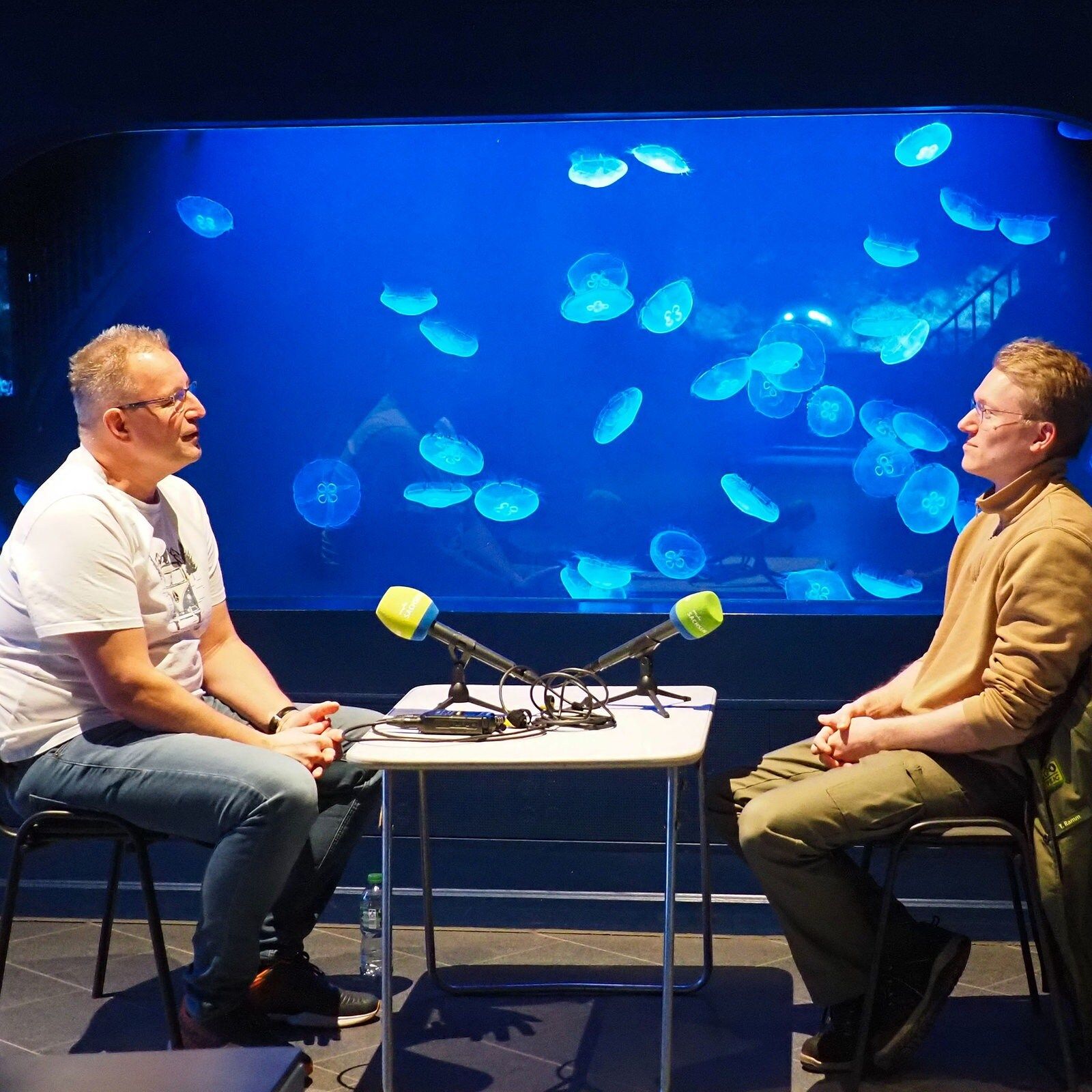 Durchsichtige Eleganz: die Ohrenqualle