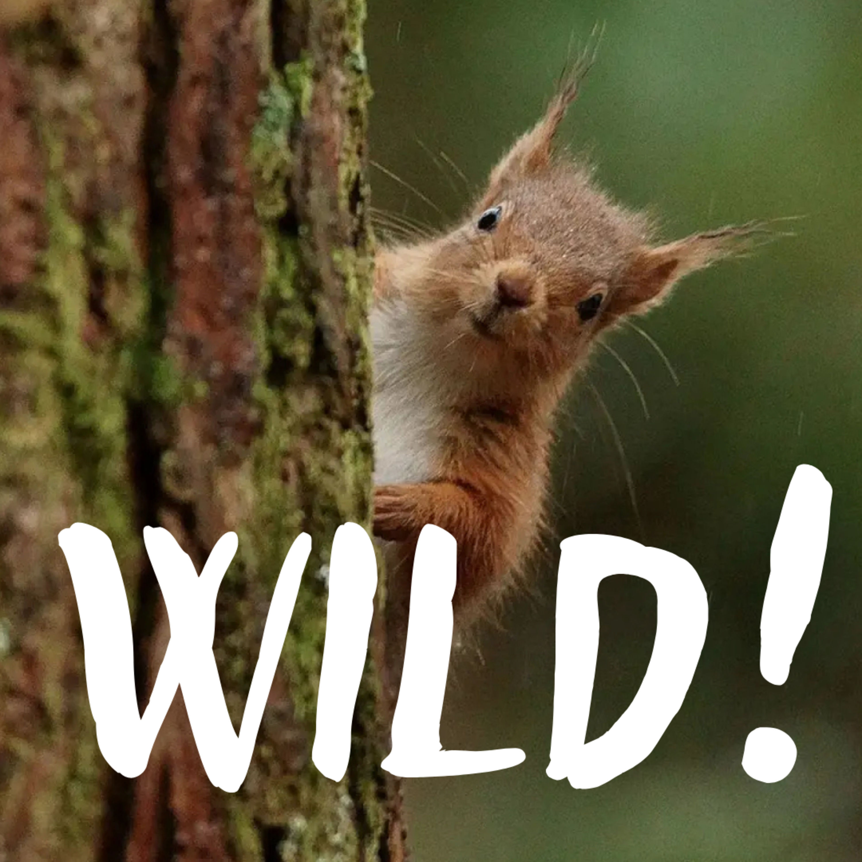 Eichhörnchen: So präsent und doch so rätselhaft – mit Sinah Drenske