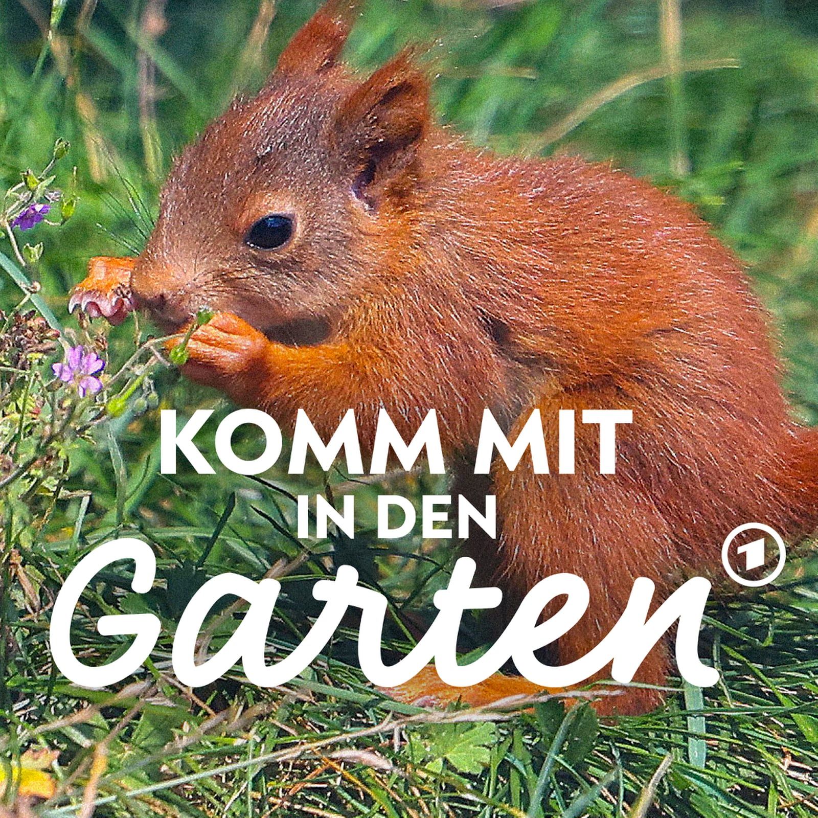 Eichhörnchen: Wie wir den Wildtieren im Garten helfen
