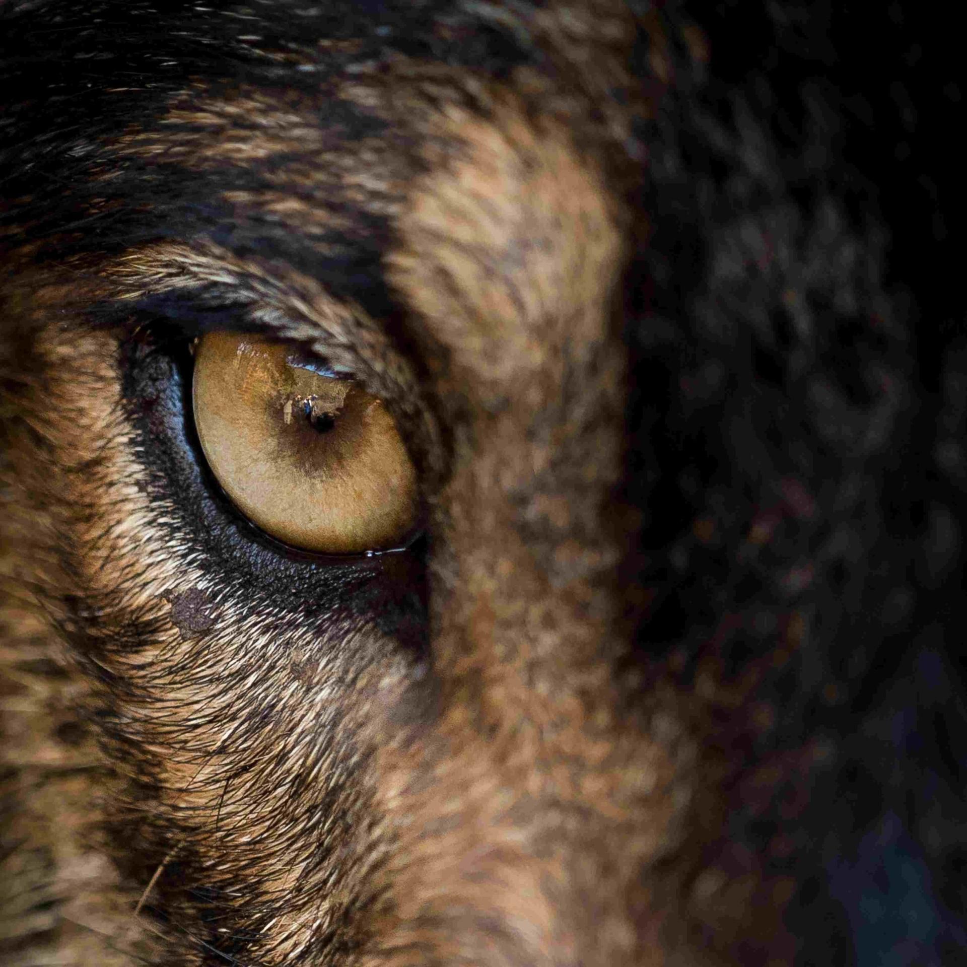 Ein Dorf schweigt - Die Wolfshaut (2/2)