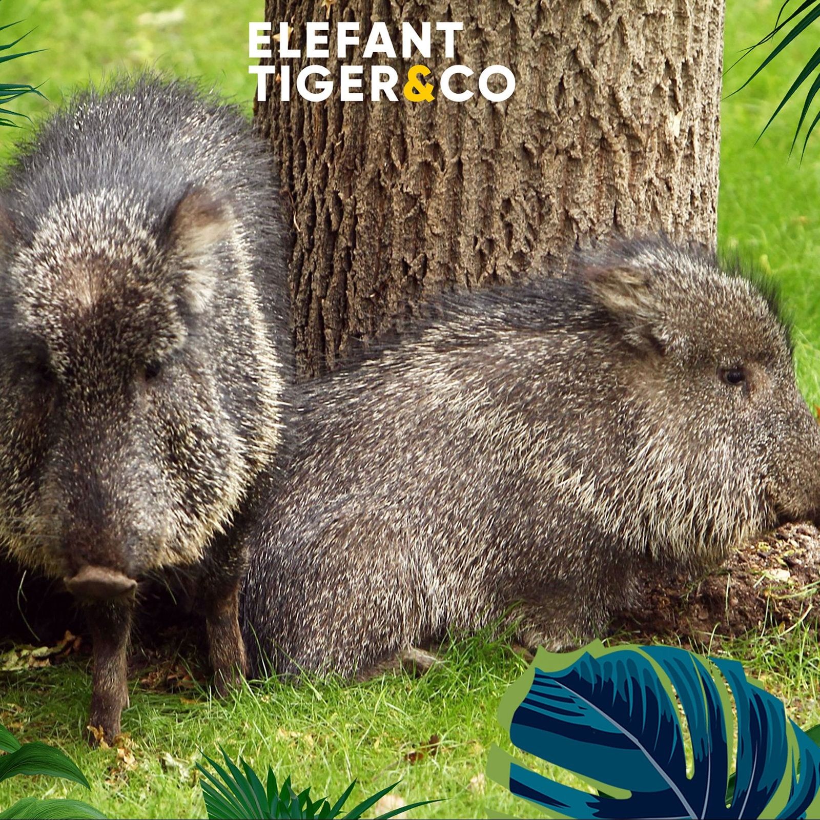 Ein elegantes Wildschwein