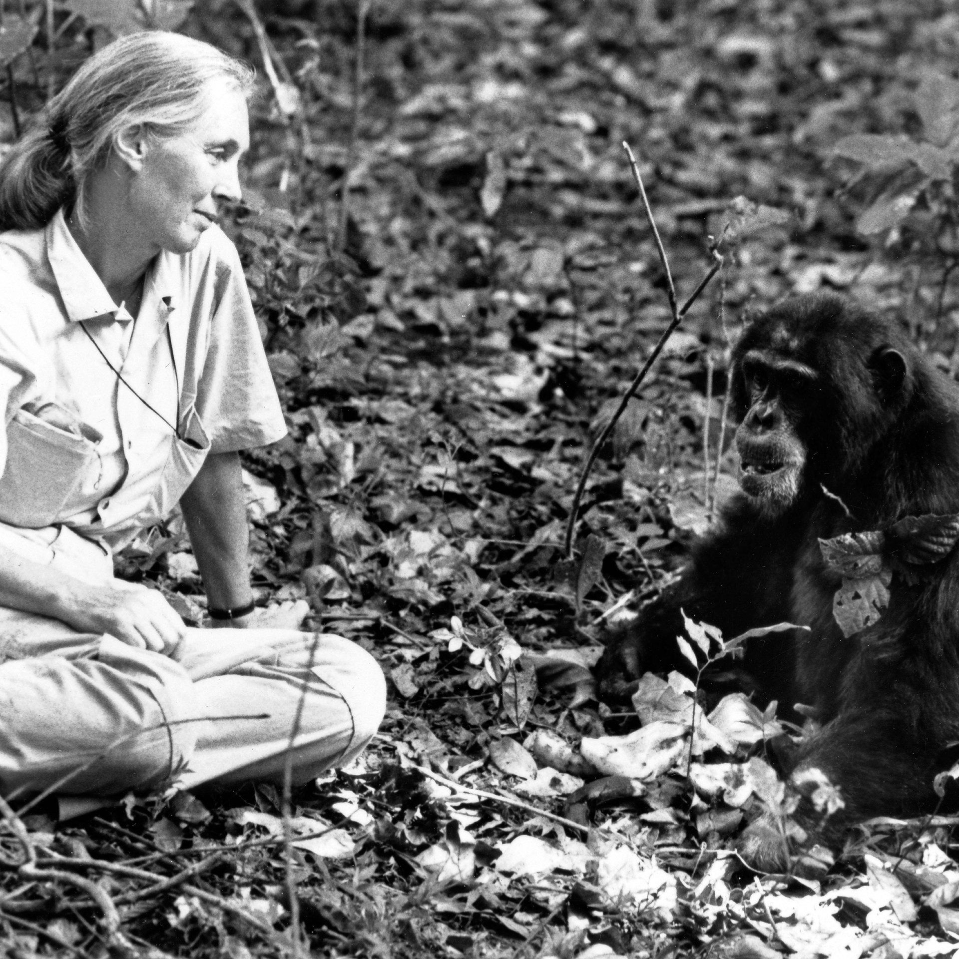 Ein Leben für die Schimpansen: Jane Goodall ist tot