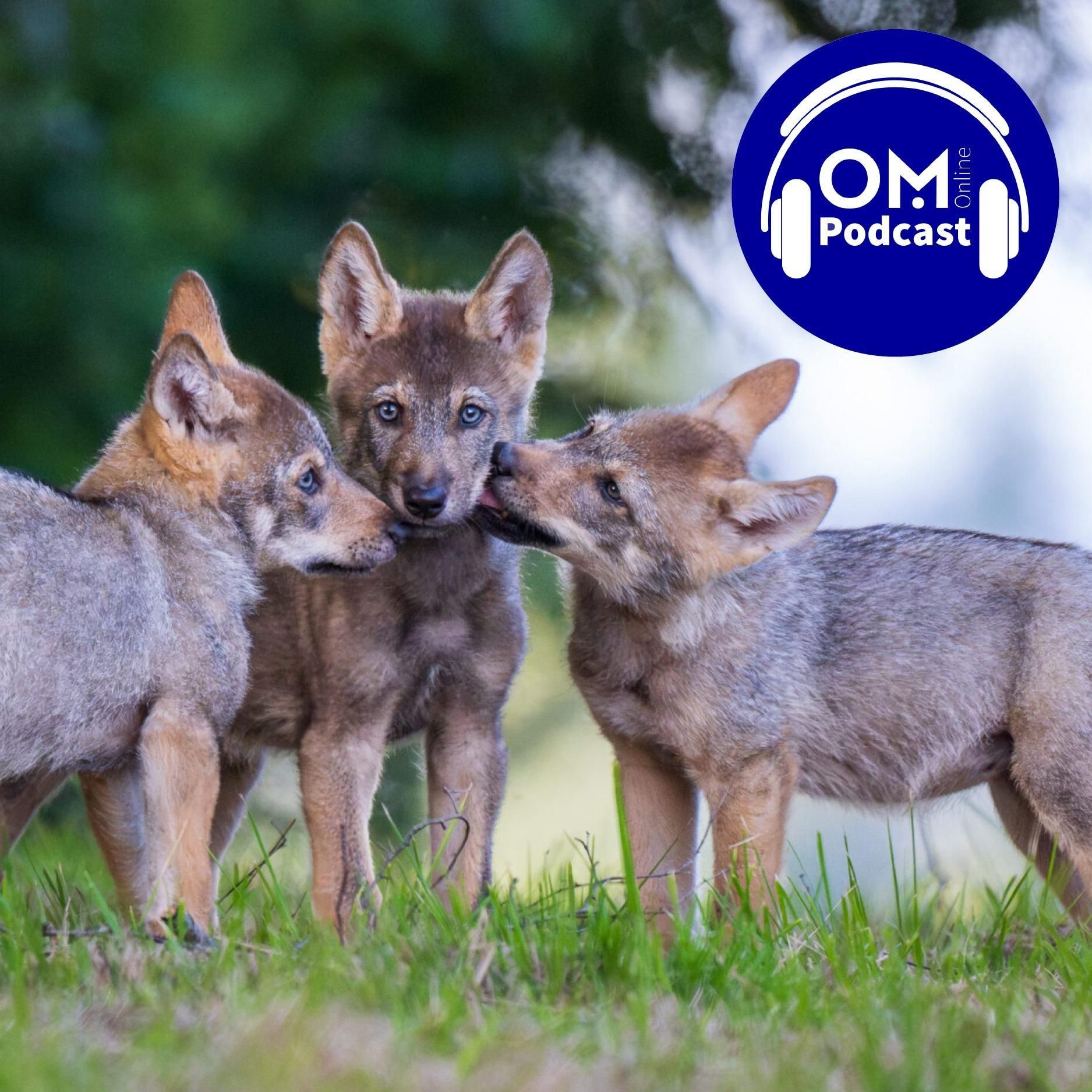 Ein neues Rudel in Damme – und die bleibende Streitfrage um den Wolf - Episode 212