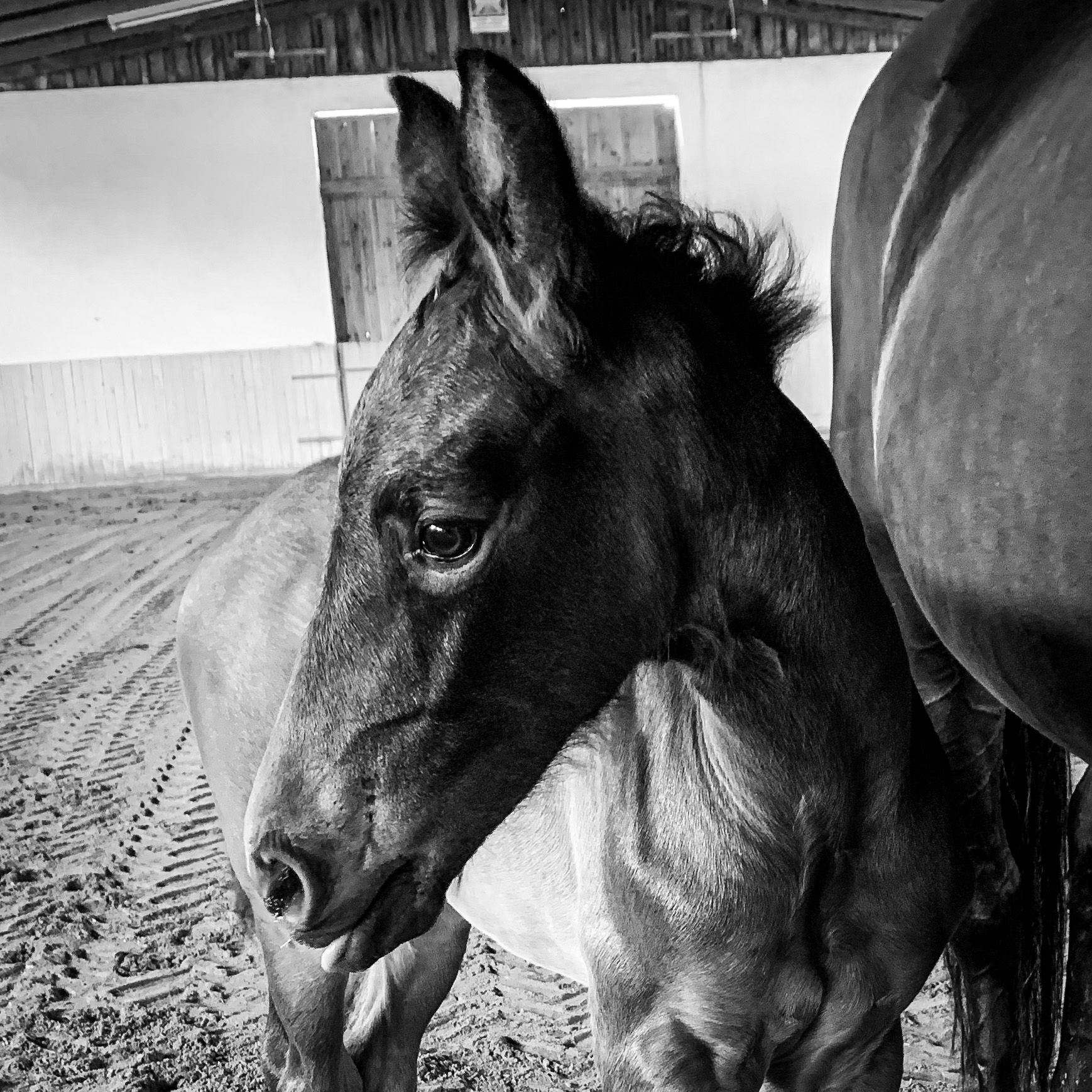 ein neues Vamilienmitglied 🤍