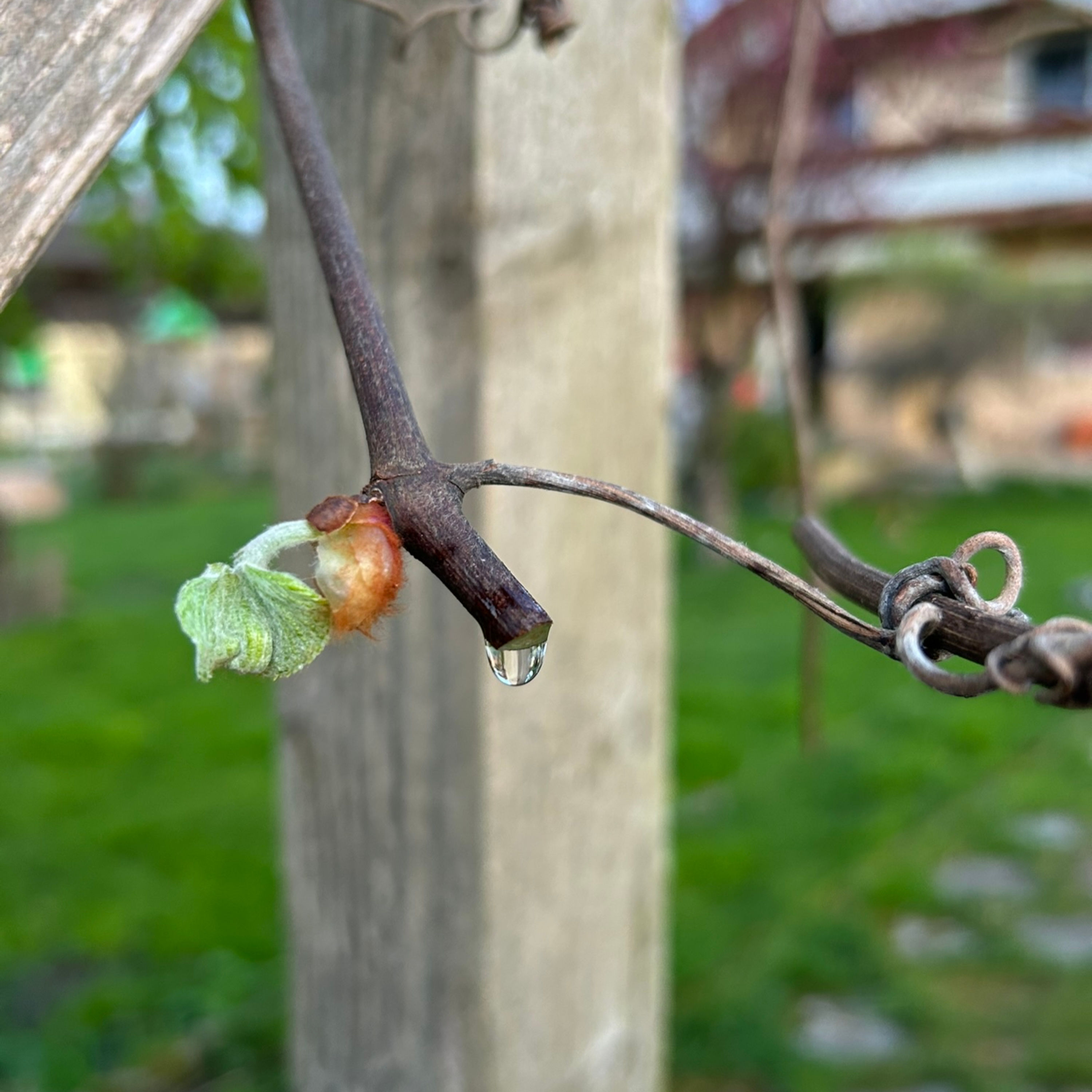 Ein sehr tränenreicher Tag im Garten