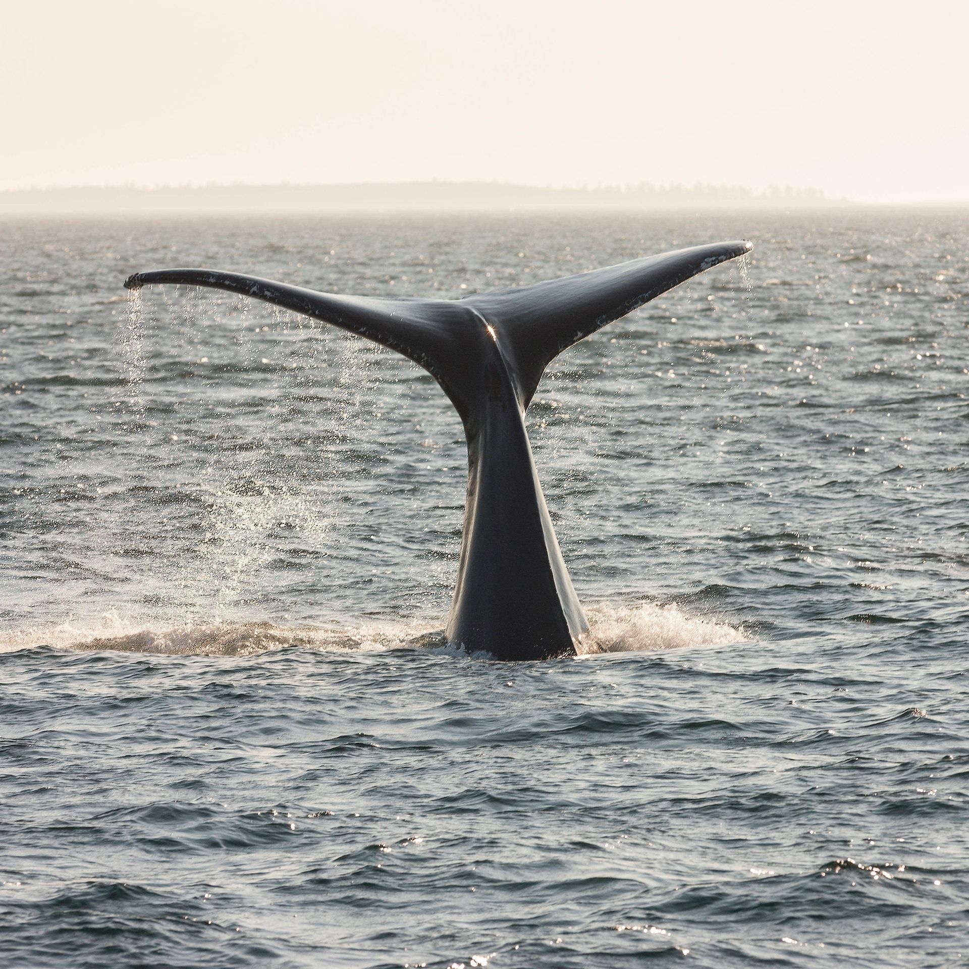 Ein Sieg für den Ozean: UN-Hochseeschutzabkommen tritt in Kraft