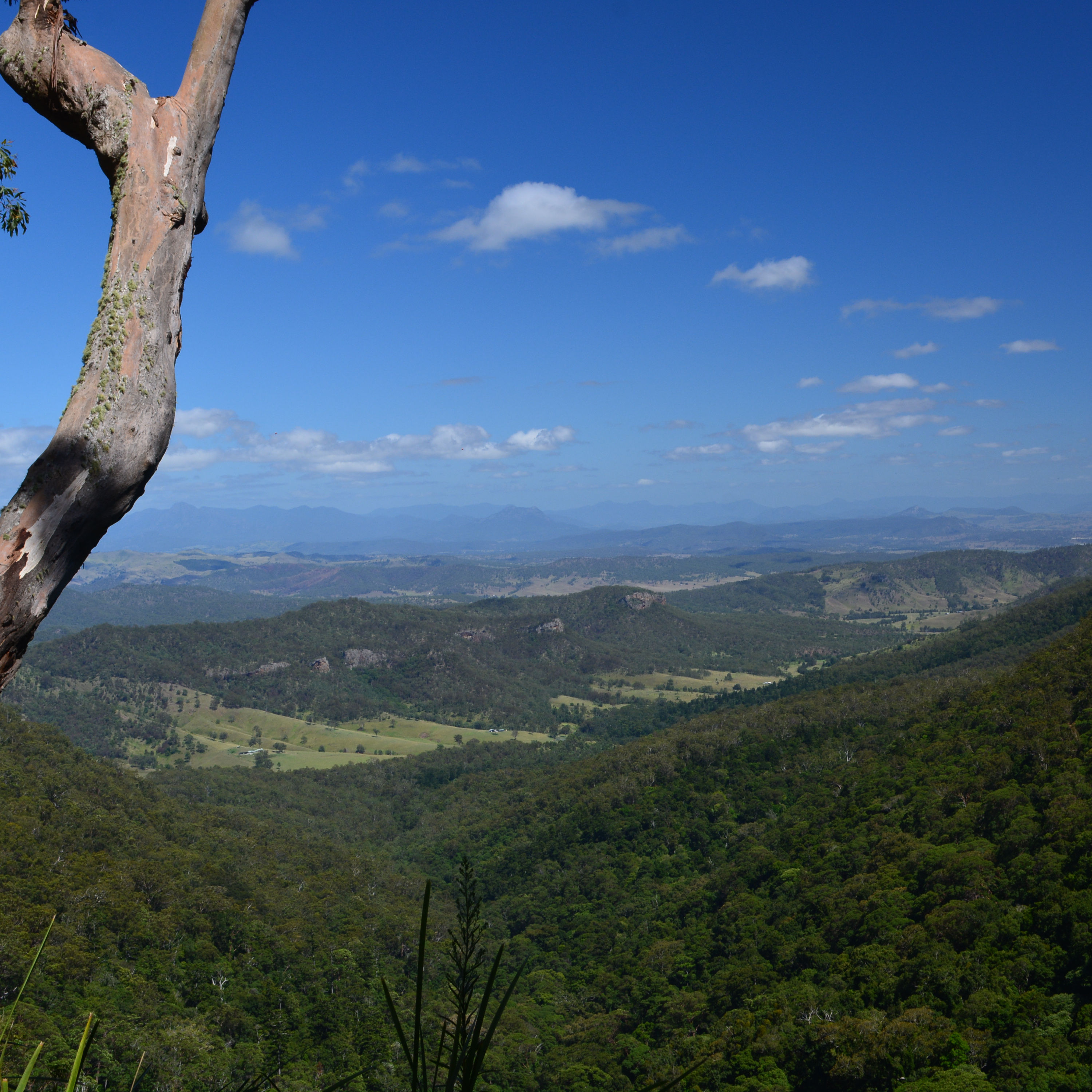 Ein Tag in den Baumwipfeln des Lamington Nationalparks