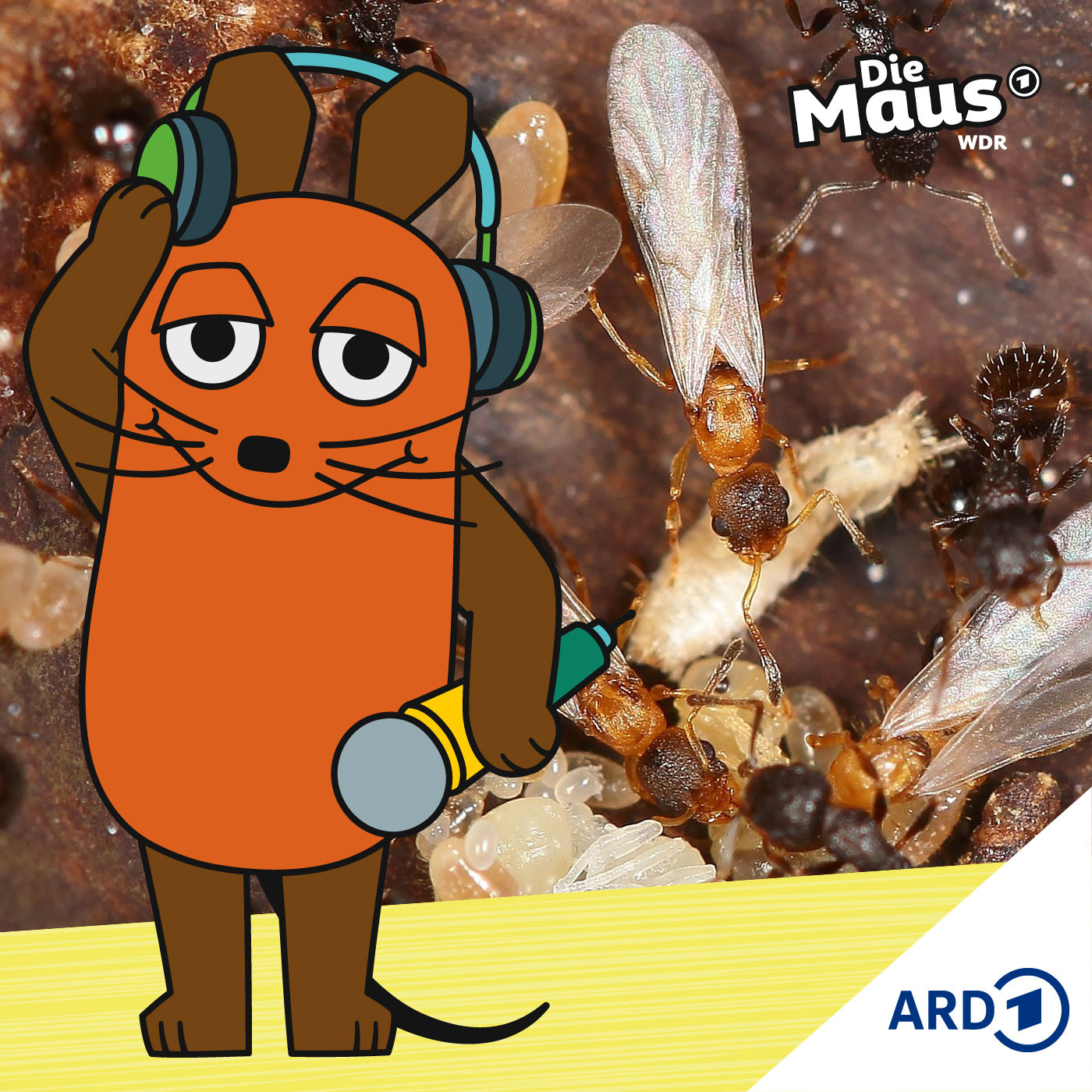 Eine Ameisenart nur mit Königinnen