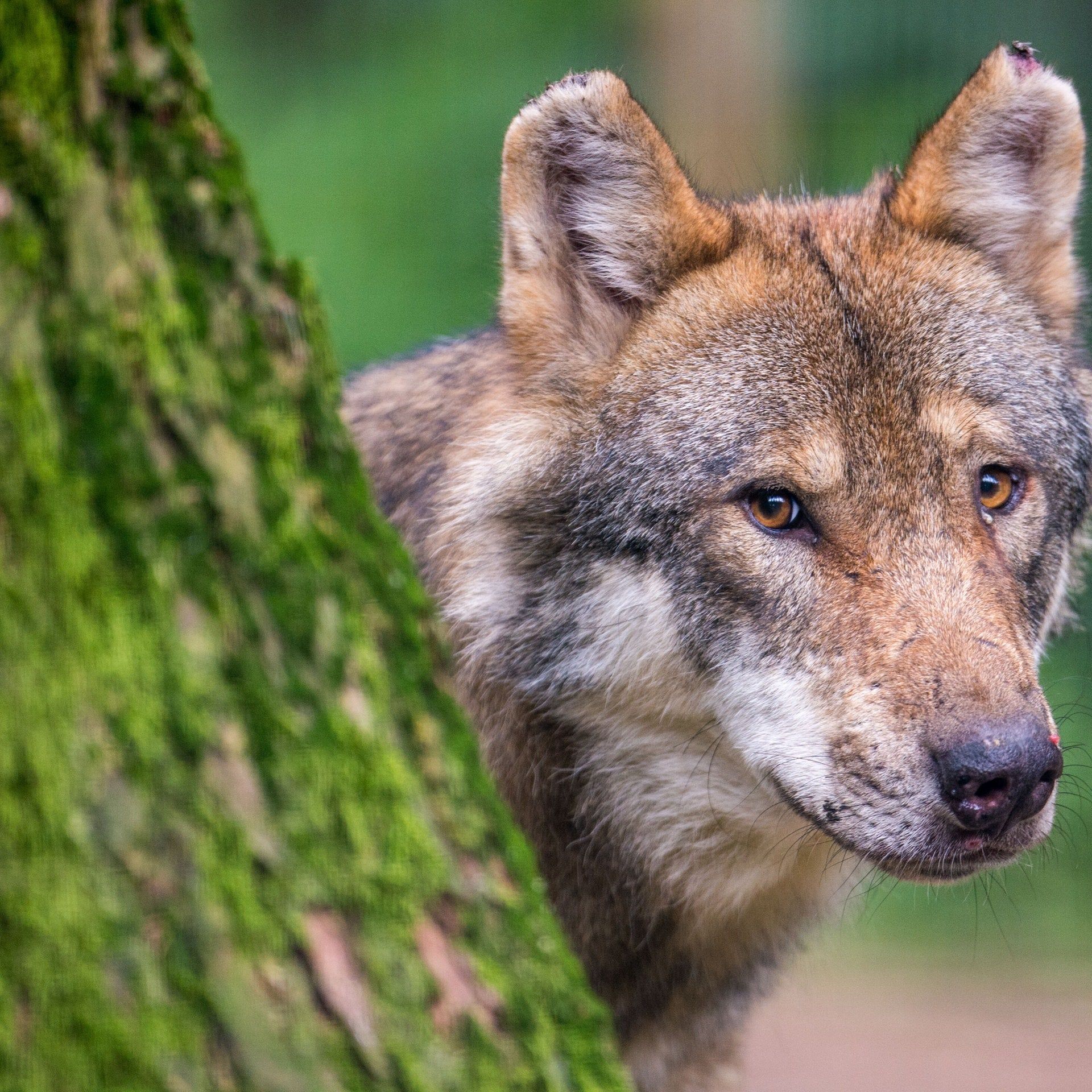 Eine besondere Begegnung im Nordschwarzwald: Mensch und Wolf ganz nah