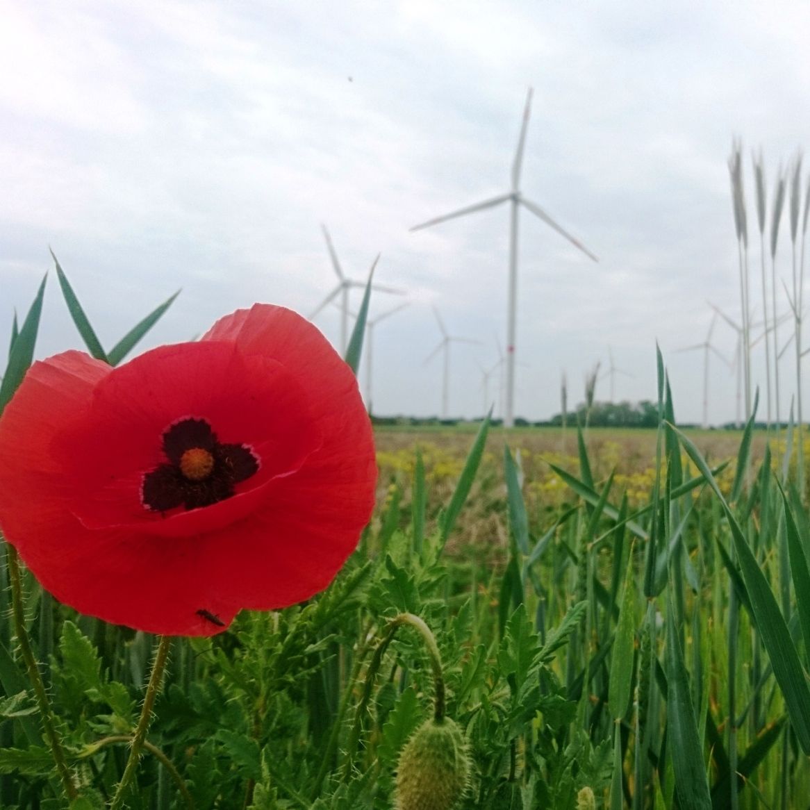 Eine Innovation für die Energiewende