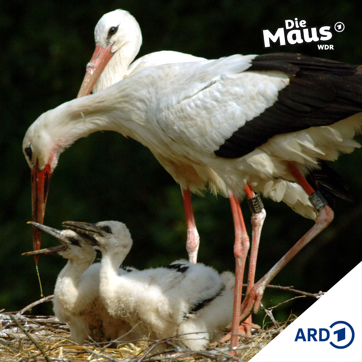 Eine lange Reise (2/5) I Tierliches ab 6 Jahren