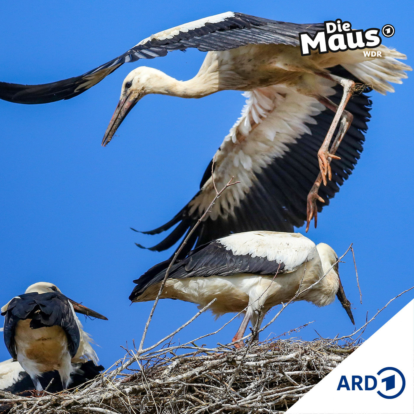 Eine lange Reise (3/5) I Tierliches ab 6 Jahren