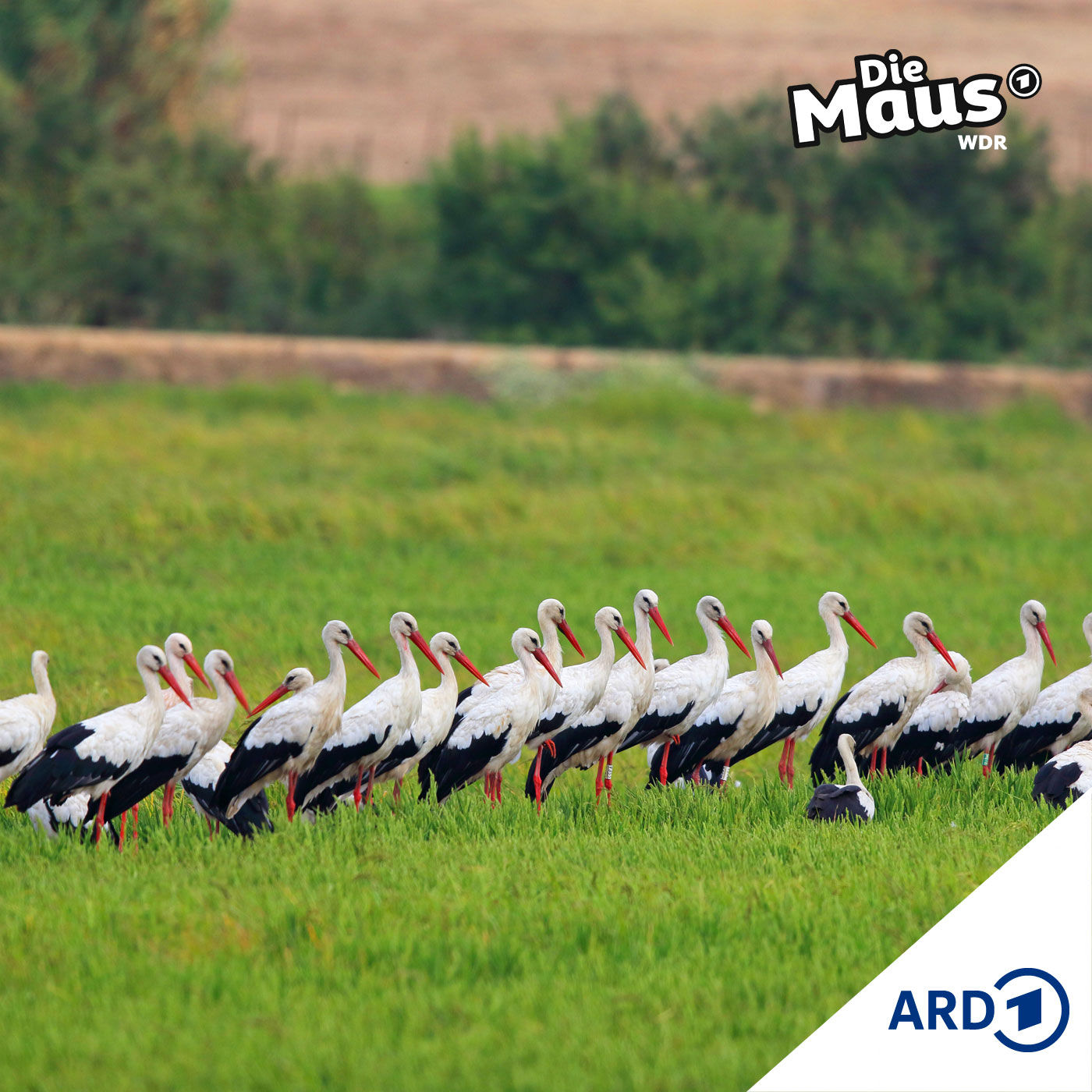 Eine lange Reise (4/5) I Tierliches ab 6 Jahren