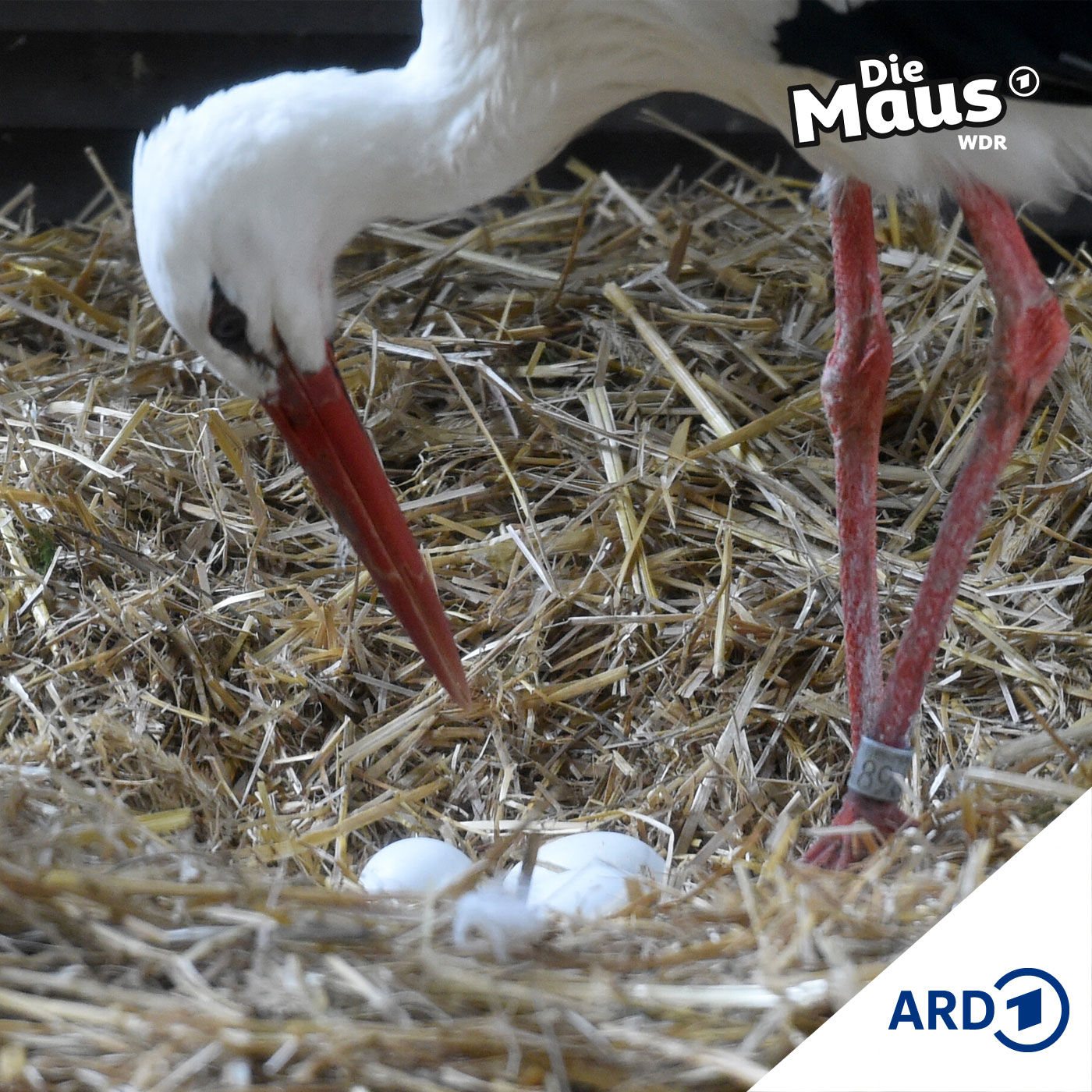 Eine lange Reise (1/5) I Tierliches ab 6 Jahren