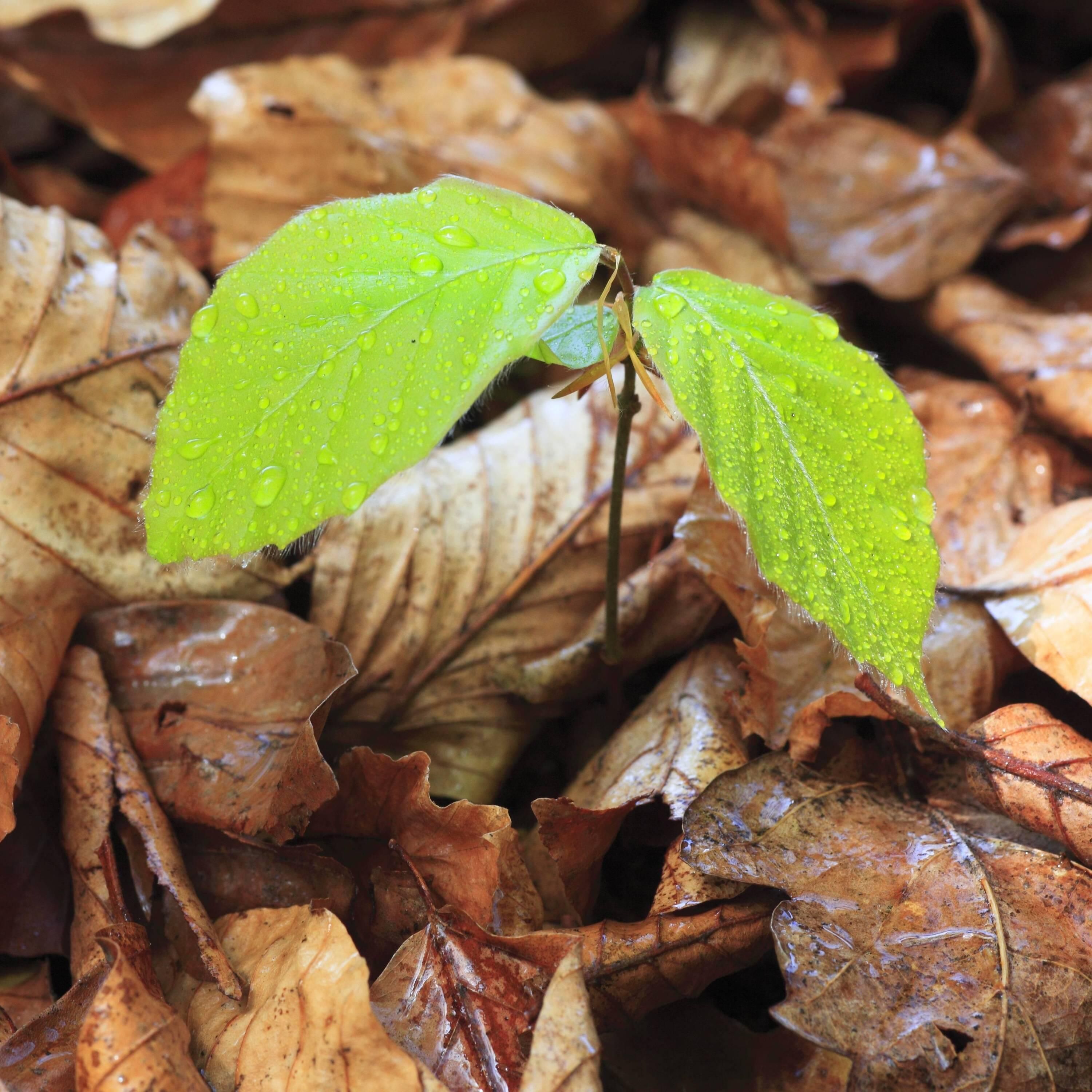 "Eine Spende mit Einfluss auf EU-Gesetze ist wirksamer als ein neuer Baum" - Sebastian Schienle (Effektiv Spenden)