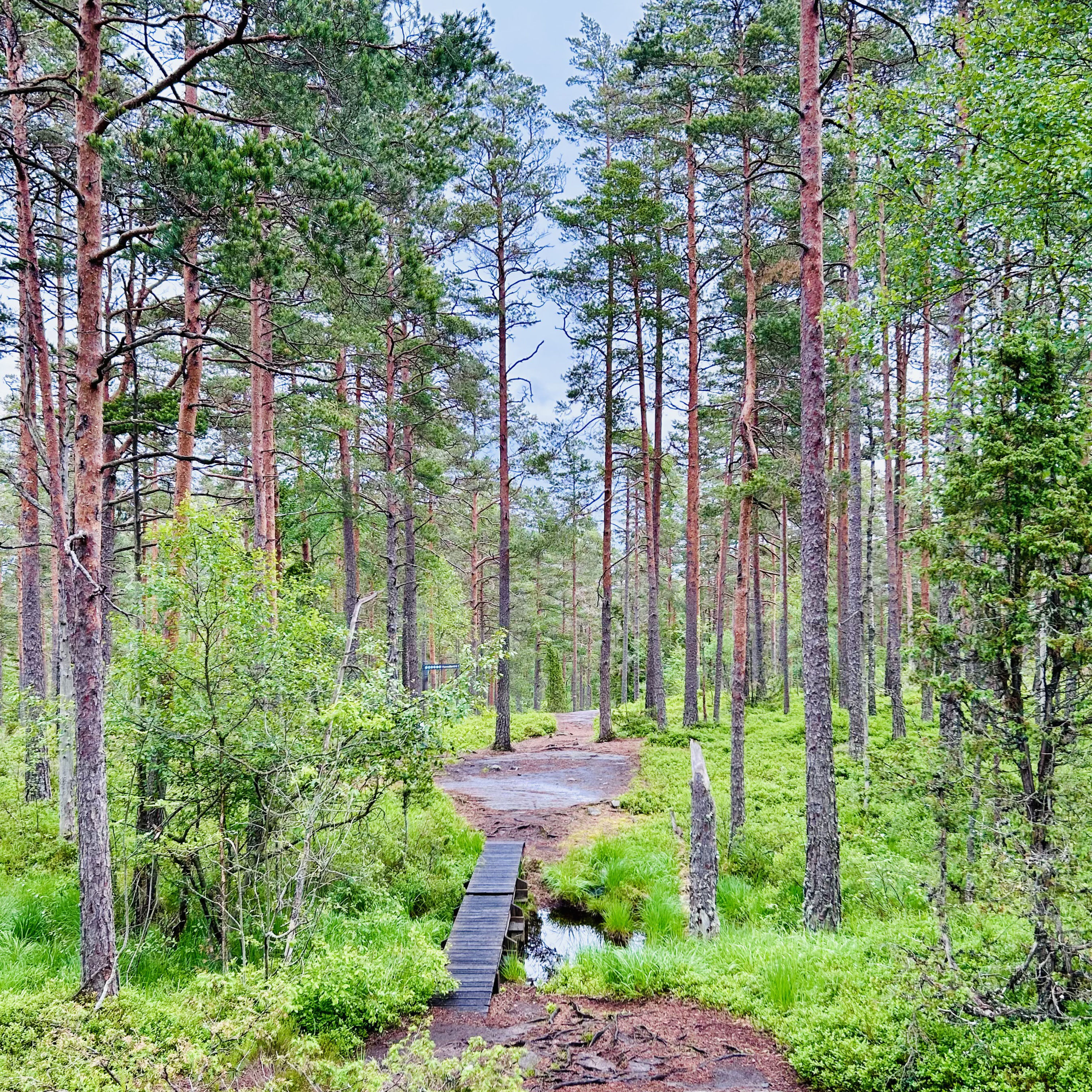 Eine Wanderung im Tresticklans Nationalpark