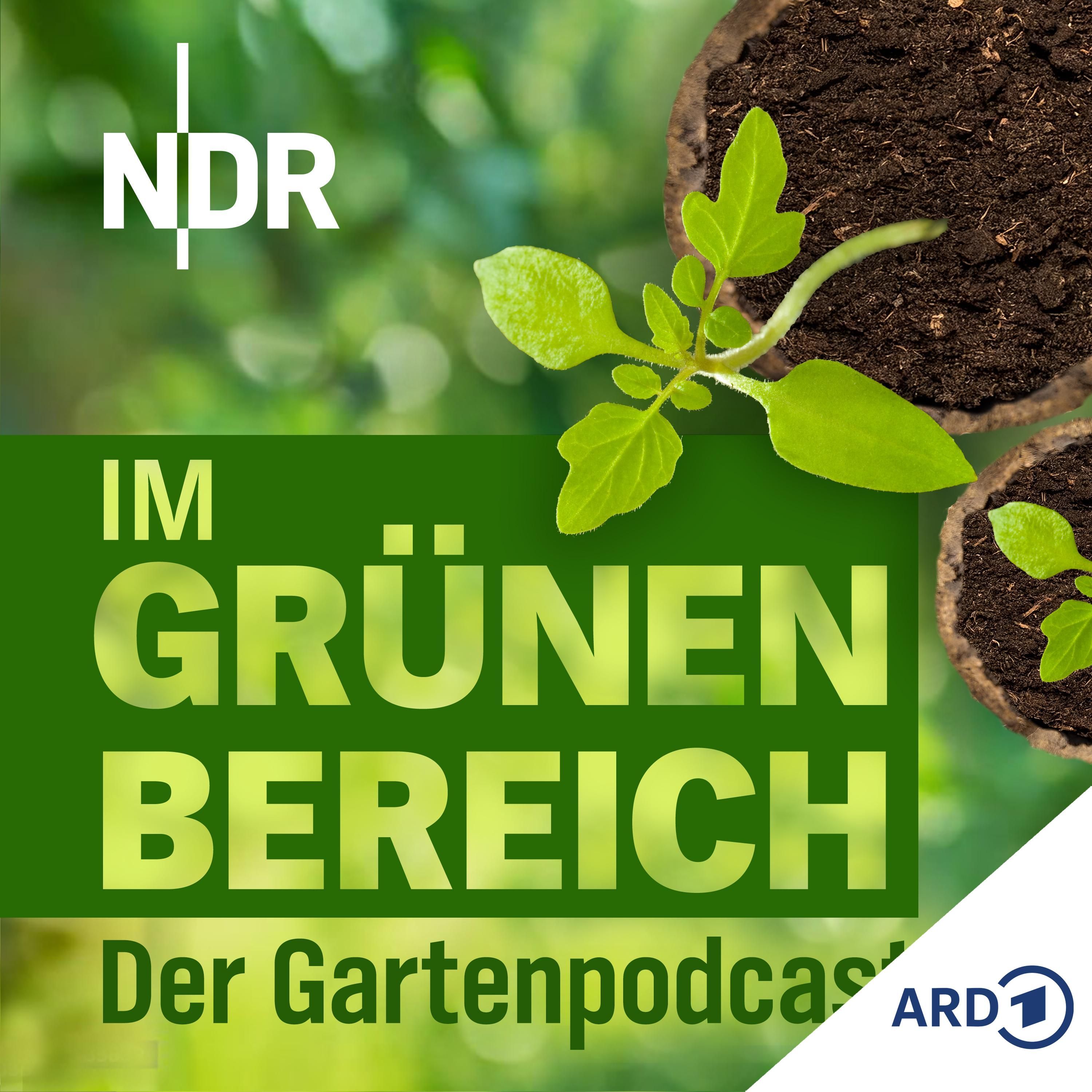 Endlich aussäen: Diese sechs Gemüsearten klappen garantiert