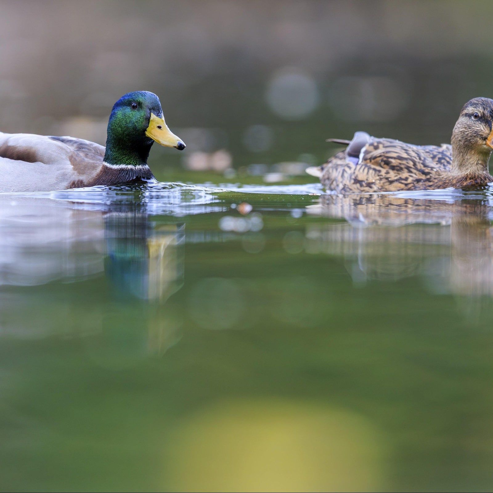 Enten füttern, ja oder nein?