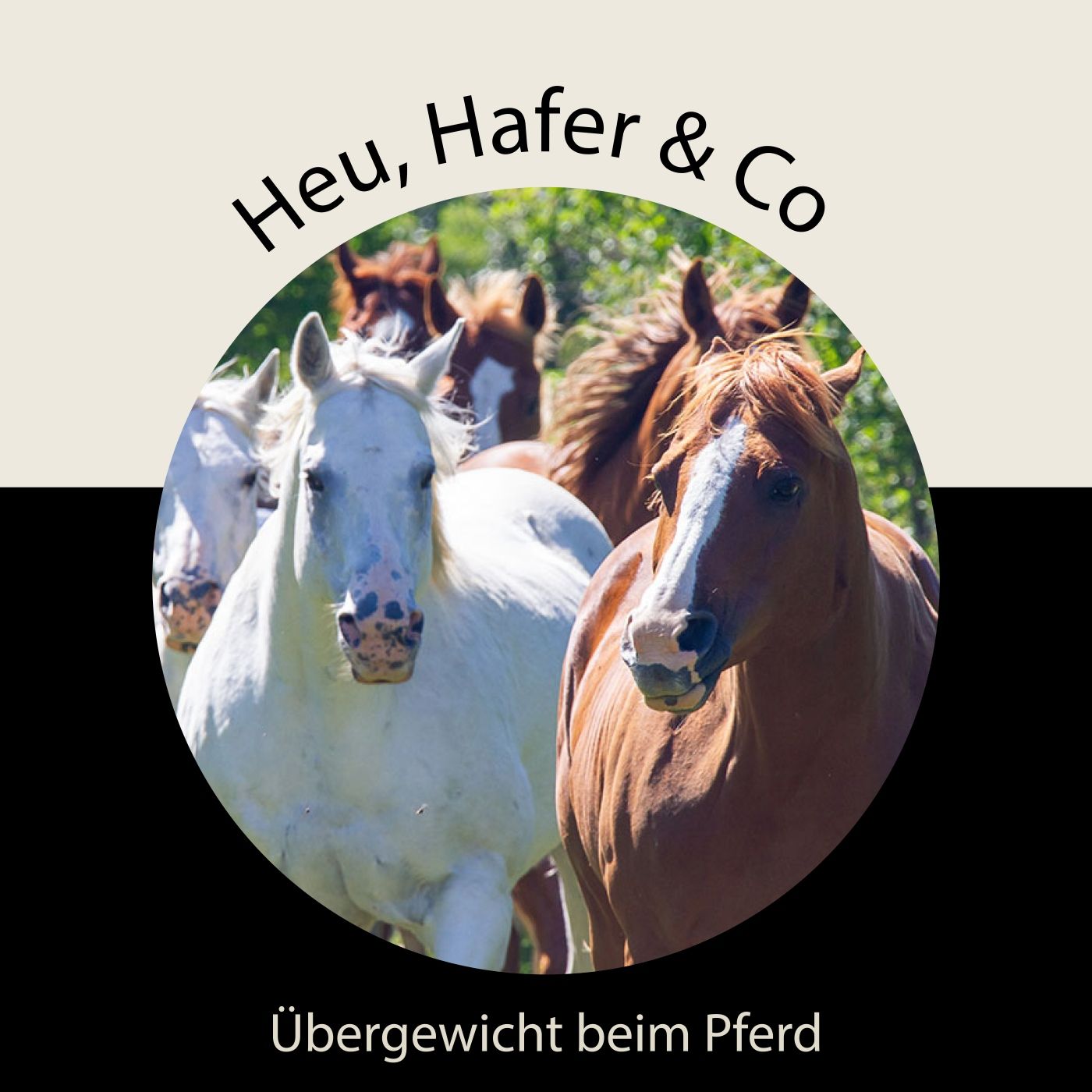 Episode 9 - Übergewicht beim Pferd: Erkennen und handeln