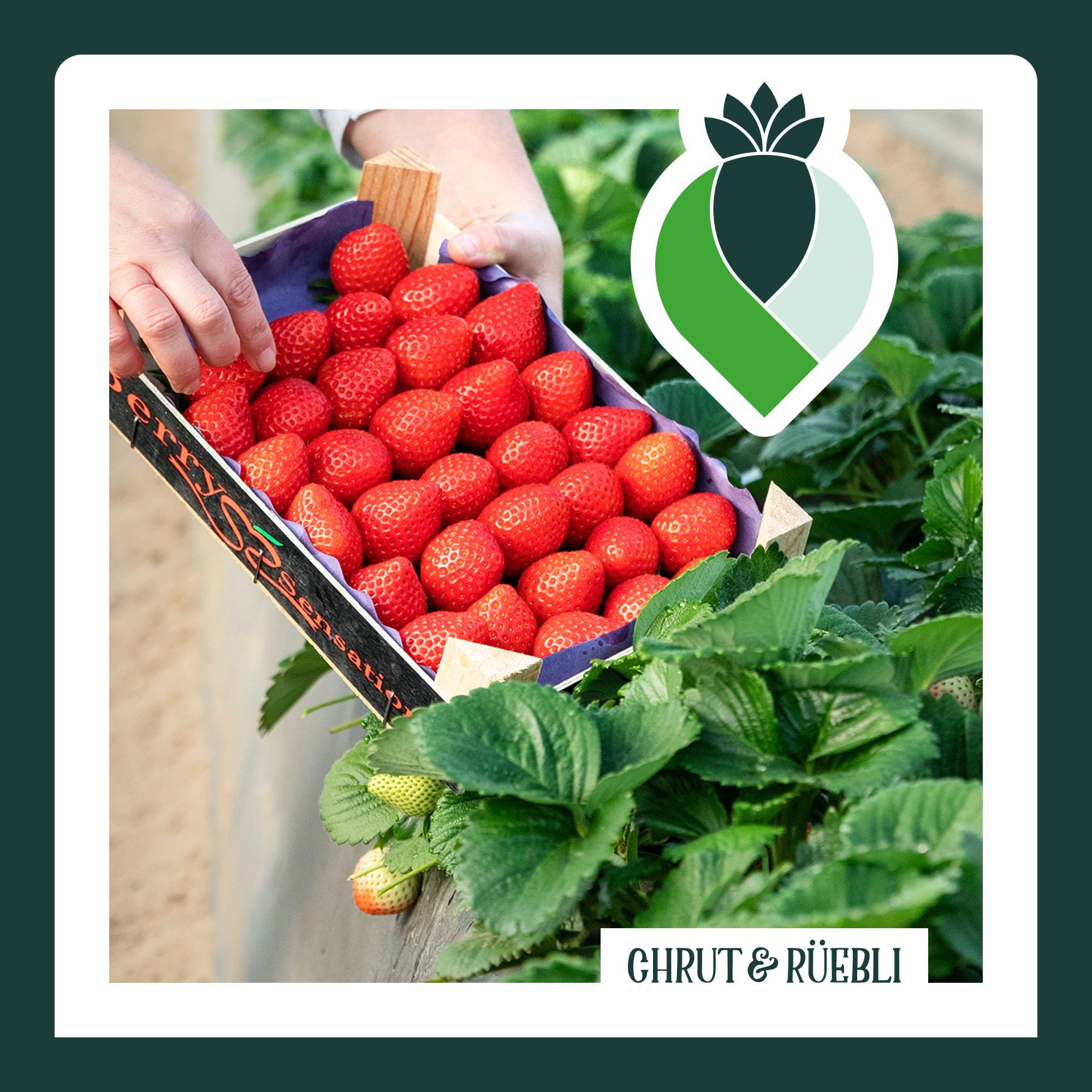 Erdbeeren im Februar?