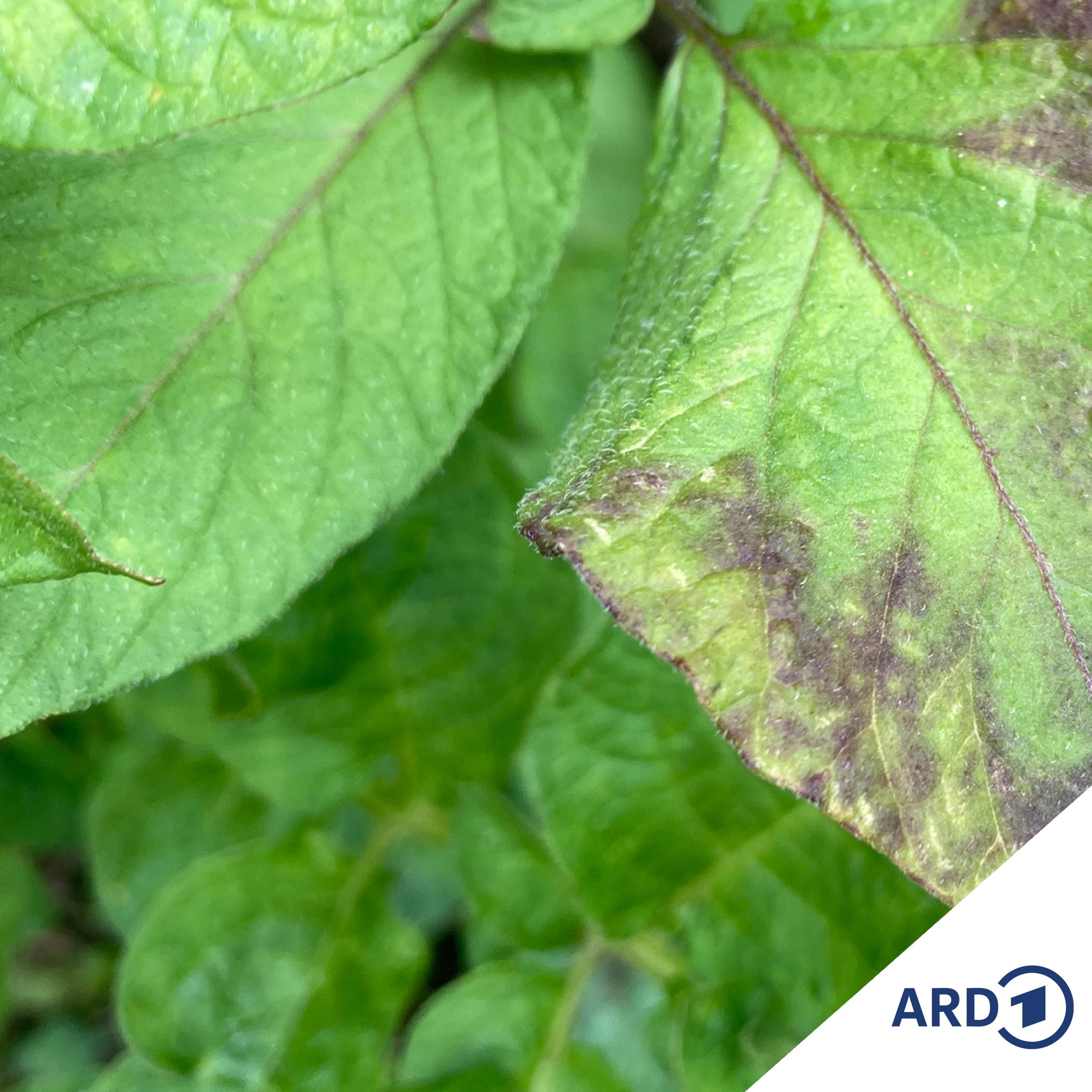 Erdbeerlust und Kartoffelfrust: Freud und Leid im Gemüsebeet