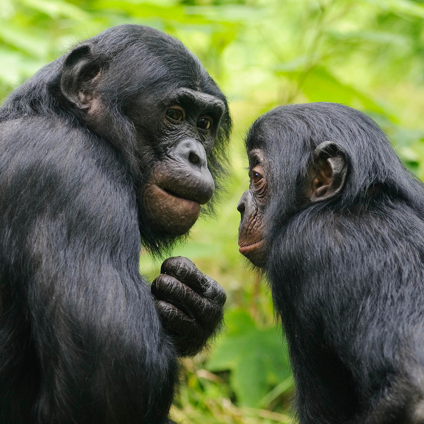 Volker Sommer: Selbsterkenntnis und Evolution