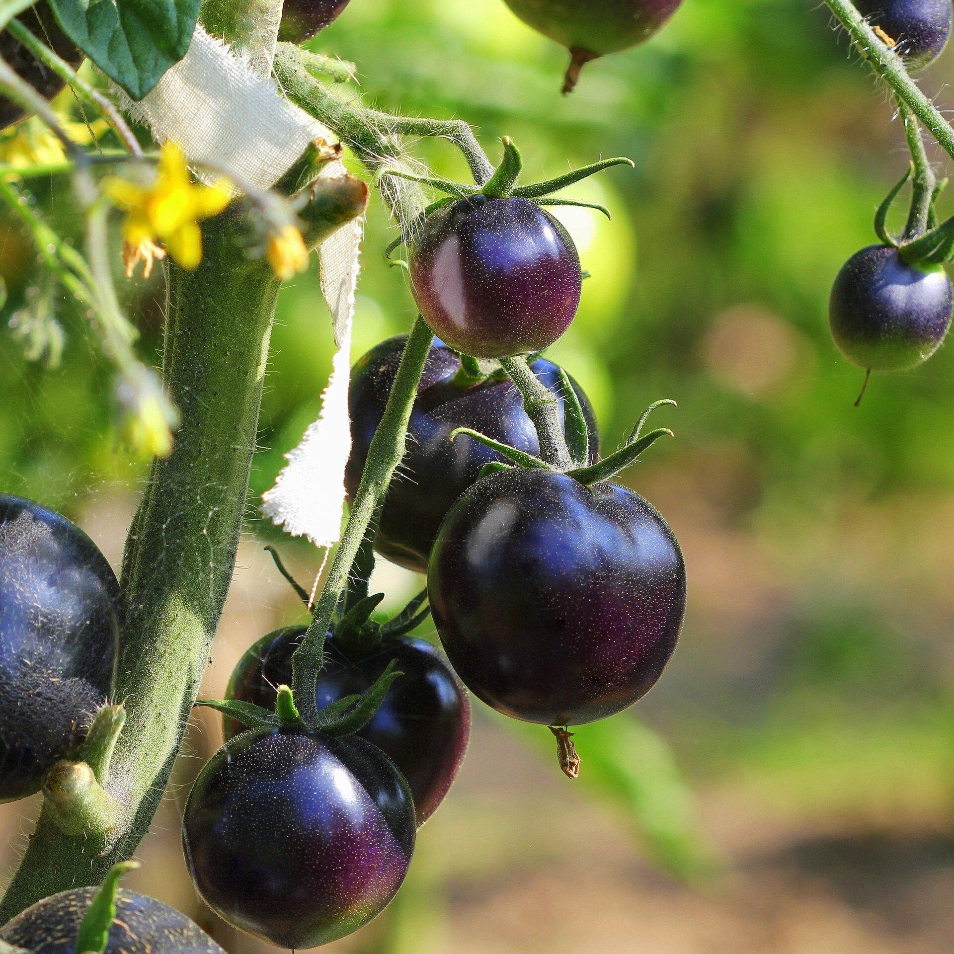 Ernährungssicherheit: Bessere Nutzpflanzen durch bessere Gentechnik