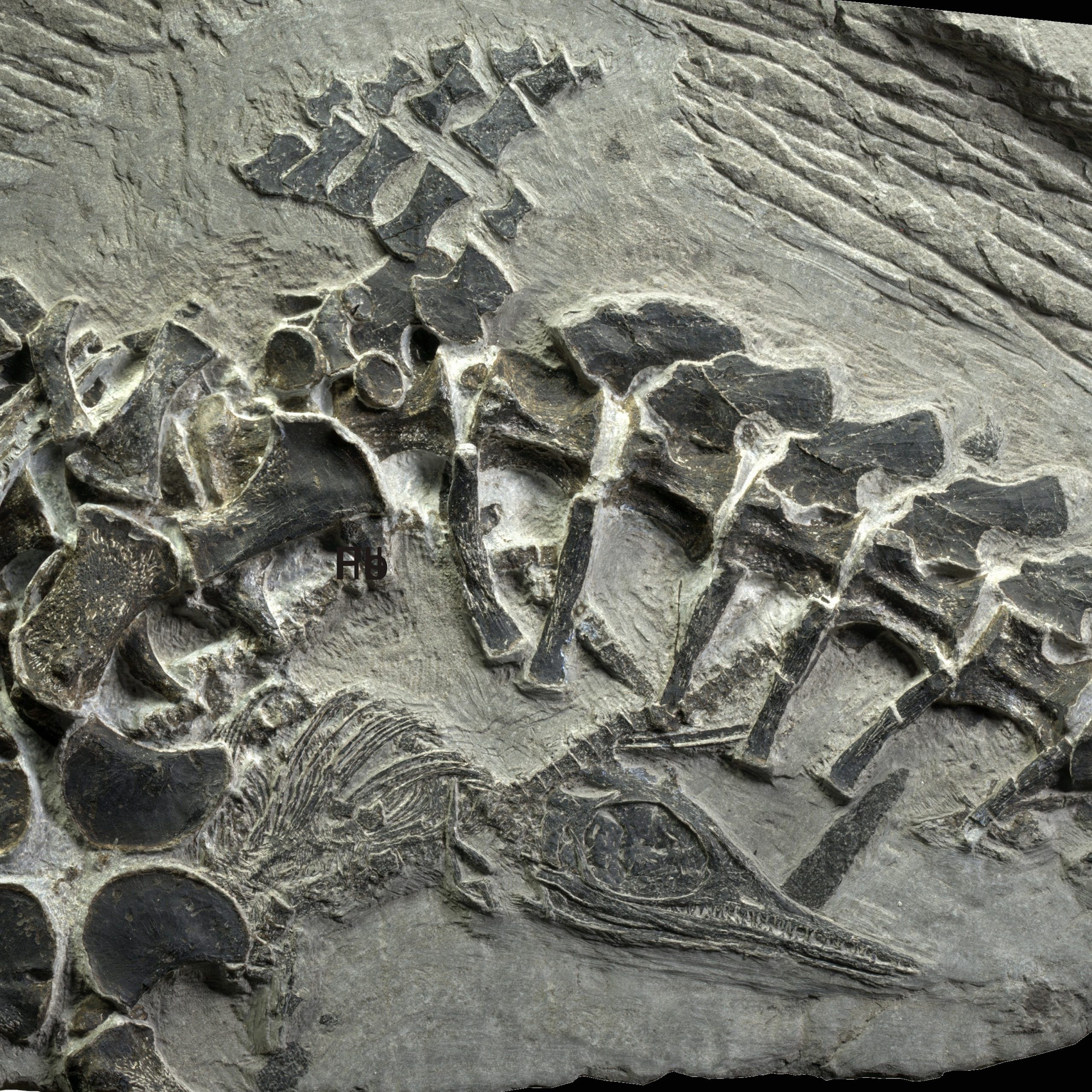 Erstarrte Momente: Tödliche Spuren, Wassergeburt und Dinopipi