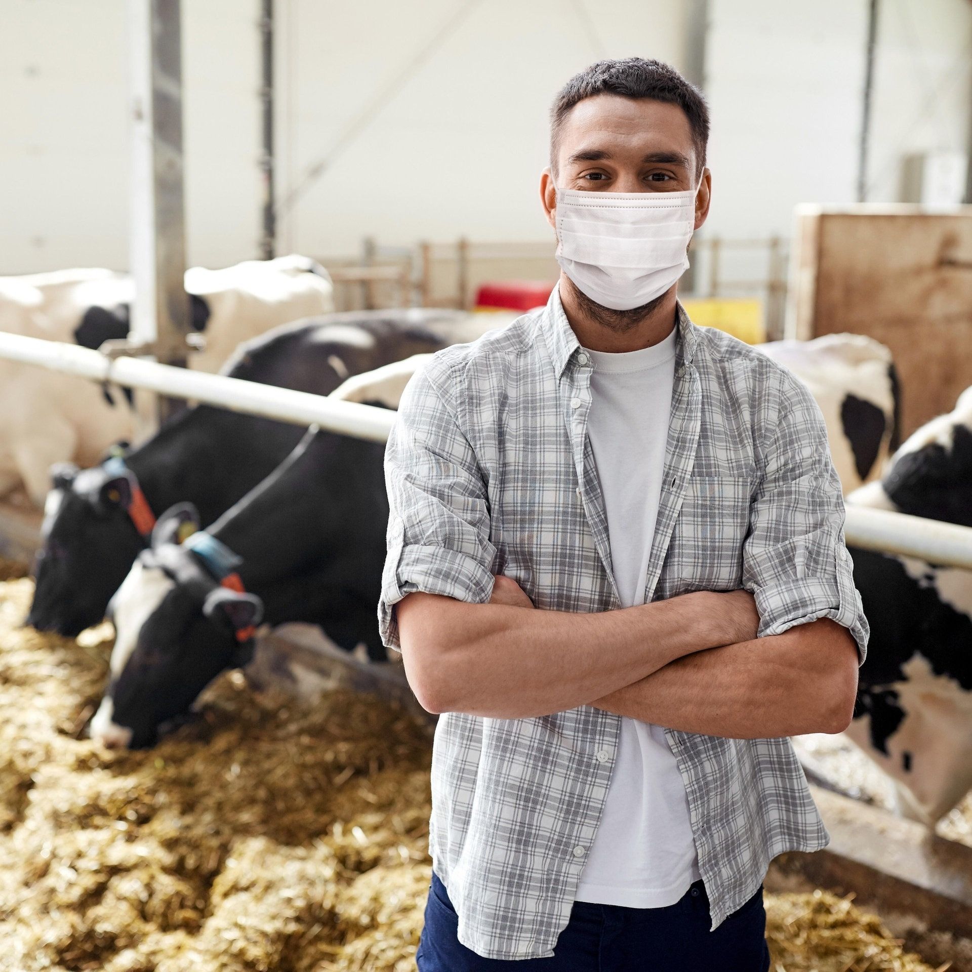 Erste europäische Kuh an Vogelgrippe erkrankt