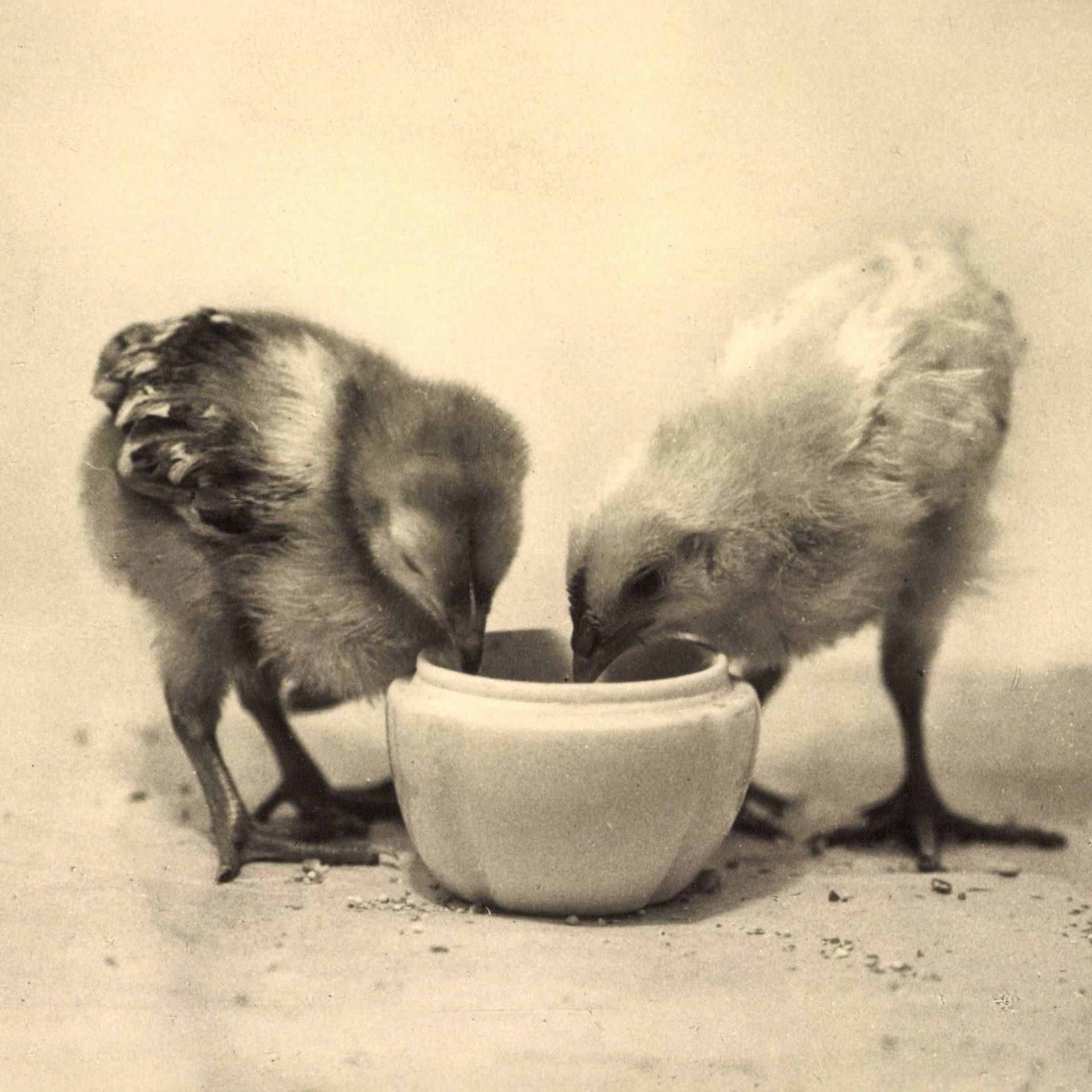 Es ist schön, wenn die Tage wachsen – Gedanken zu Ostern