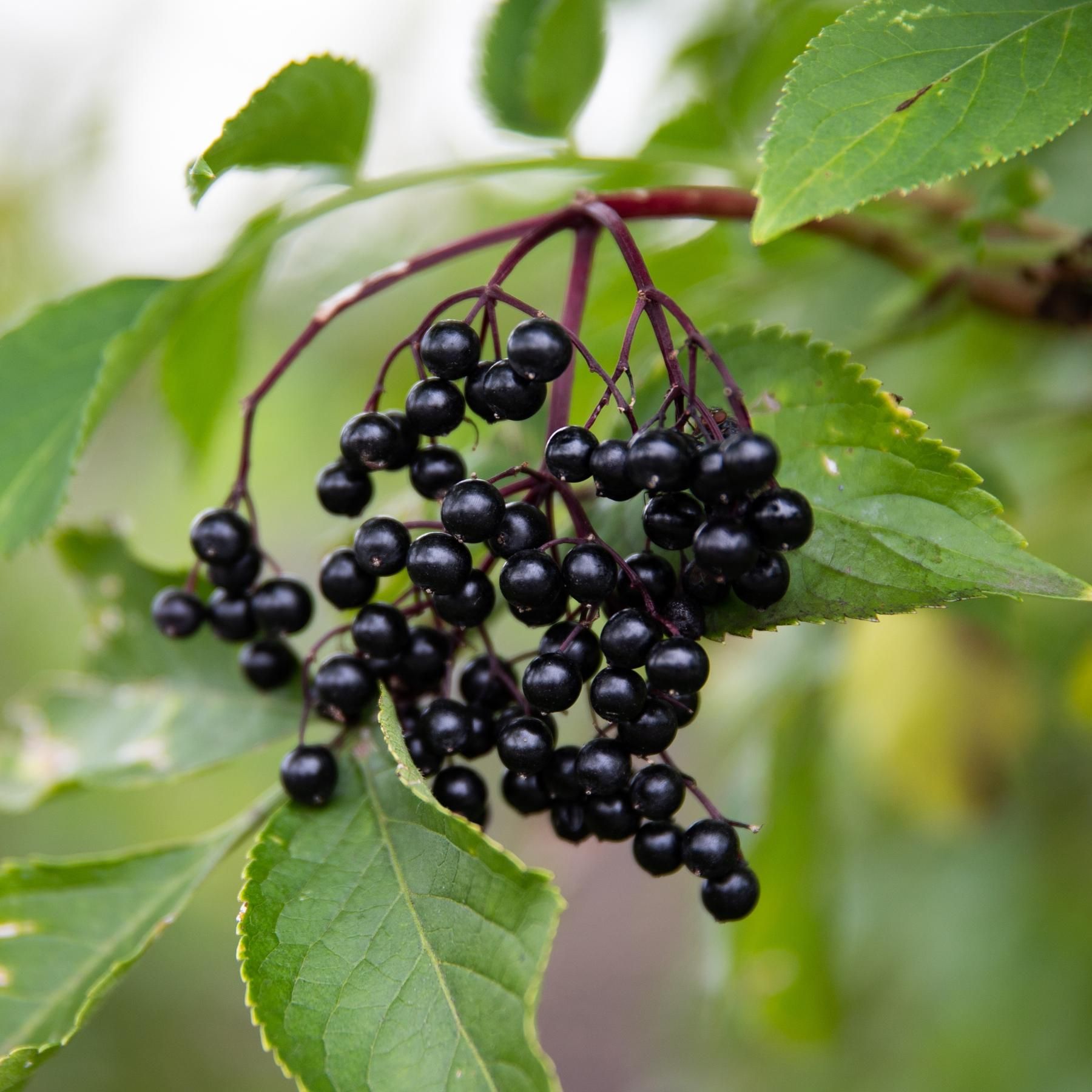 Essbares am Wegesrand - Vom Wildkraut bis zum Kaktus