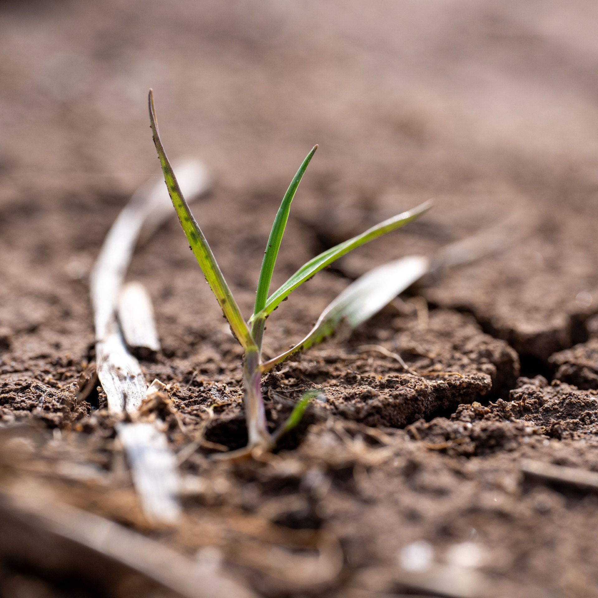 EU-Klimadienst: 2025 drittwärmstes Jahr – Was das bedeutet