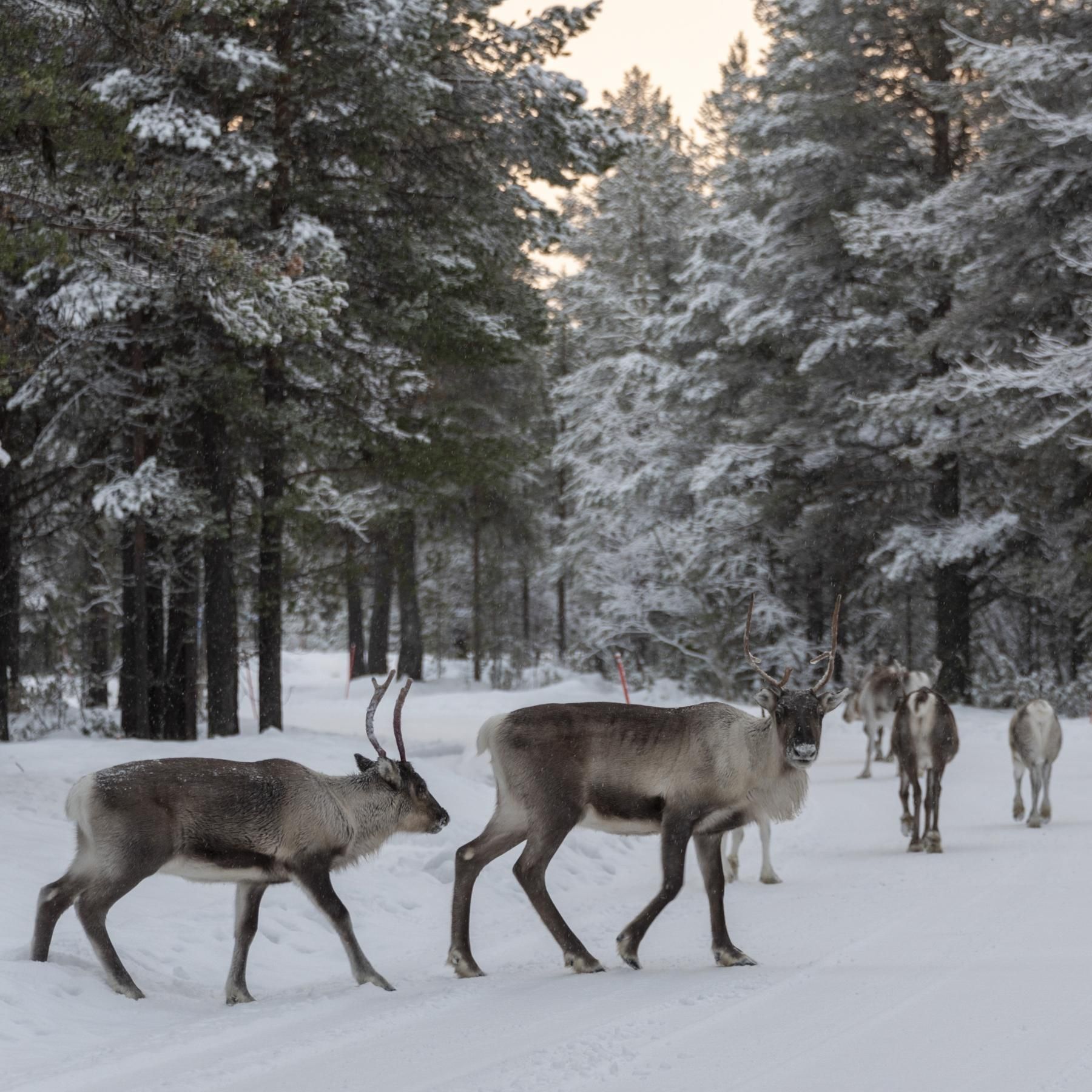 Europas indigenes Volk in Sapmi - Leben in acht Jahreszeiten