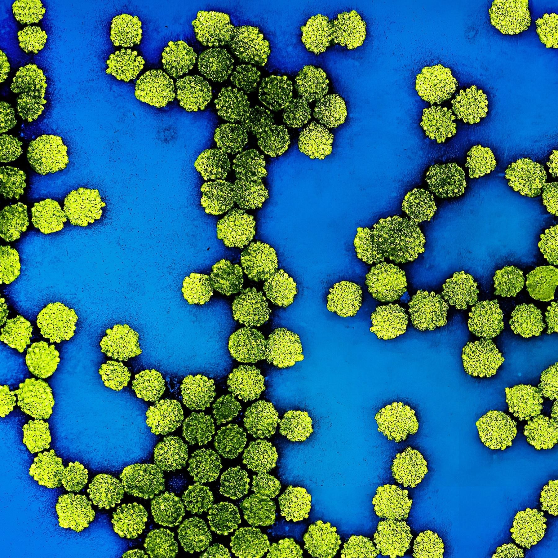 HPV Bluttest - Extreme und vielversprechende Früherkennung