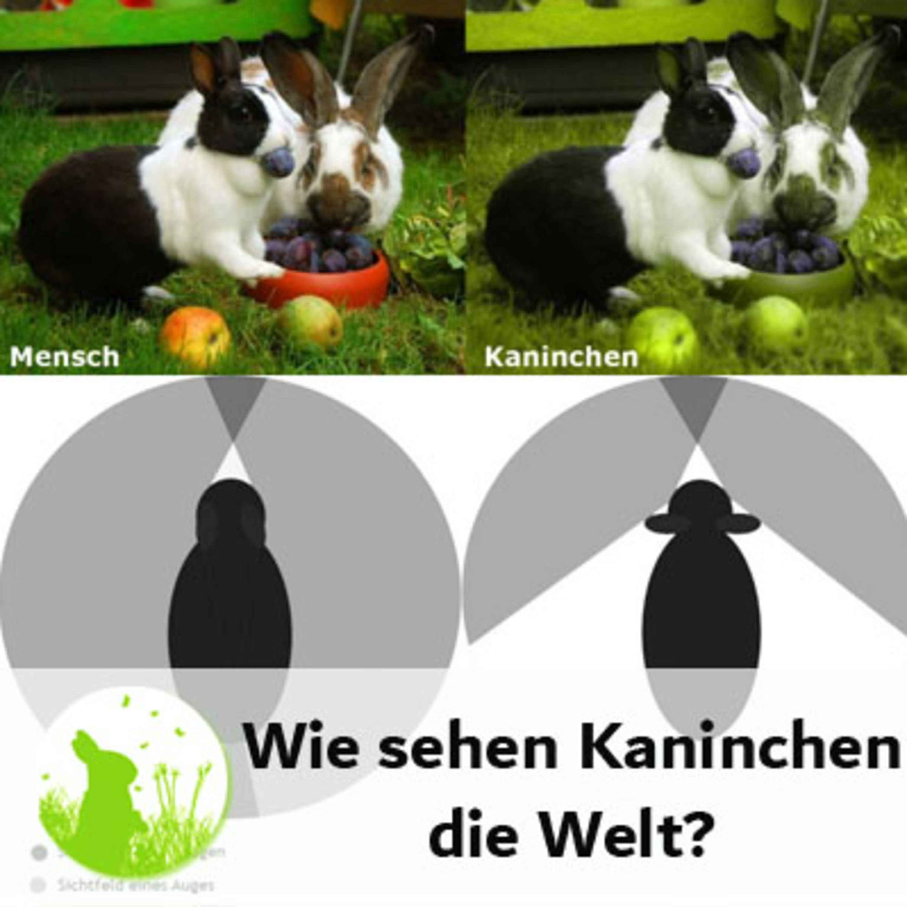 Faszination Sinne - wie nehmen Kaninchen die Welt wahr?