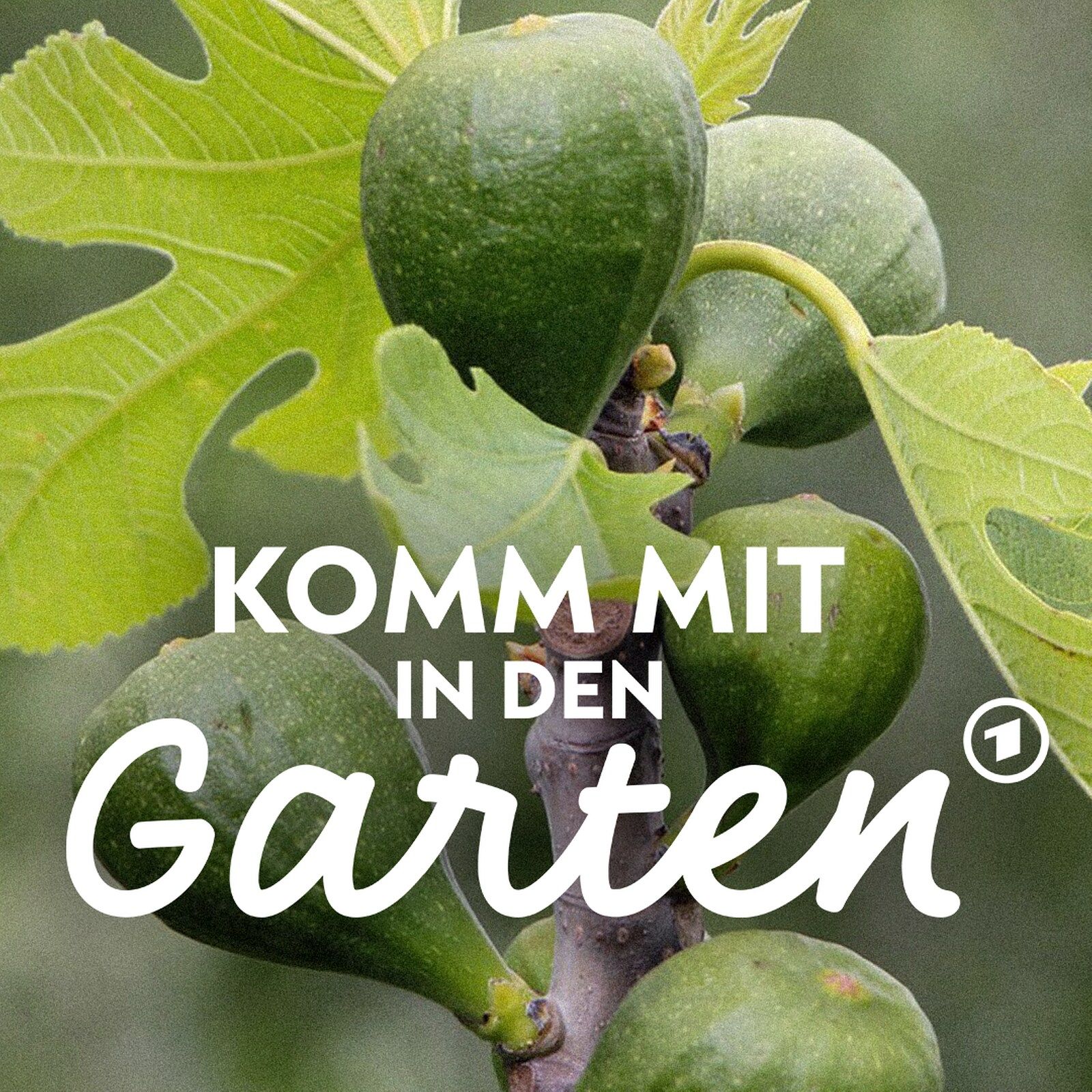 Feigen wachsen auch bei uns