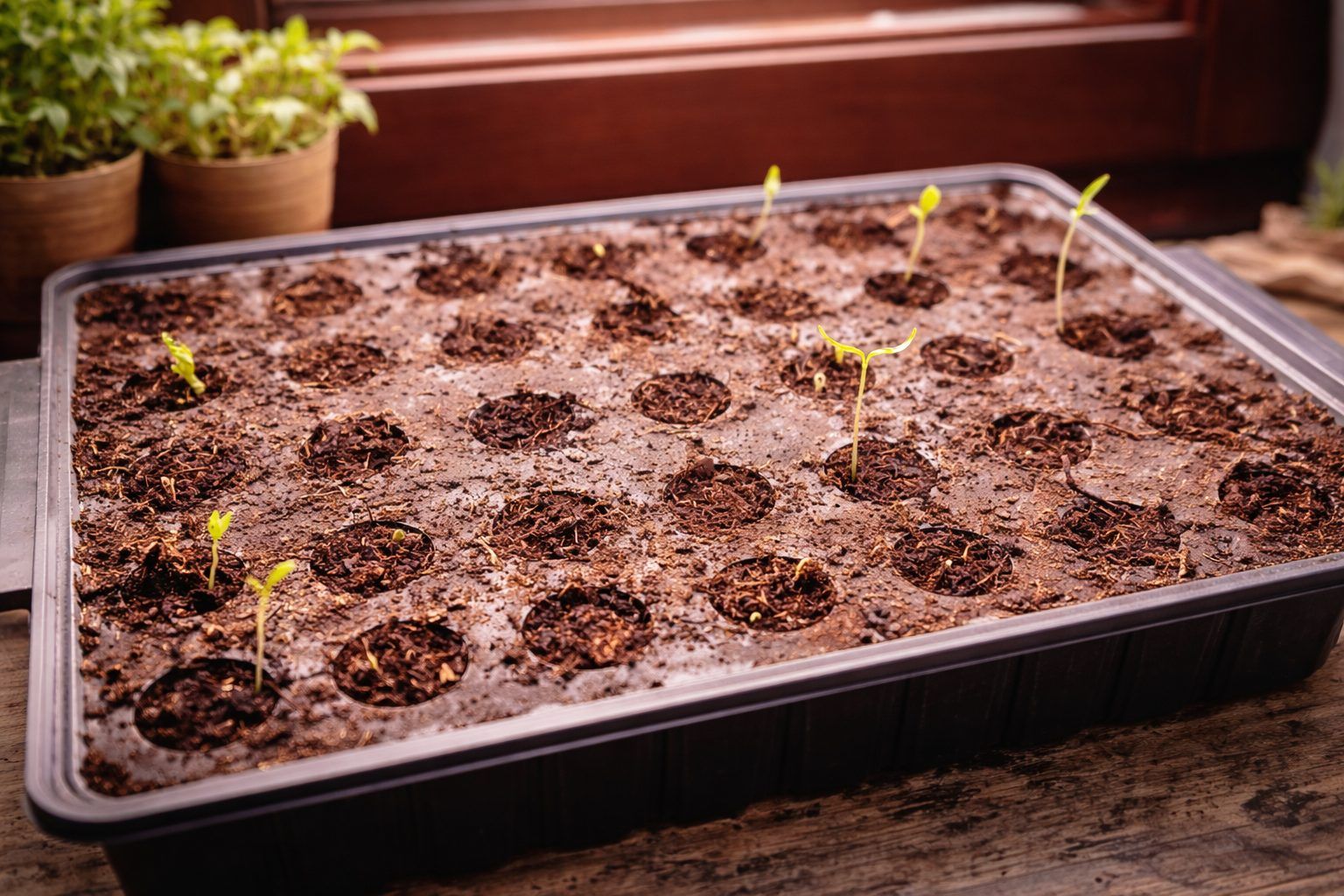 Fensterbank-Fieber & Kombucha