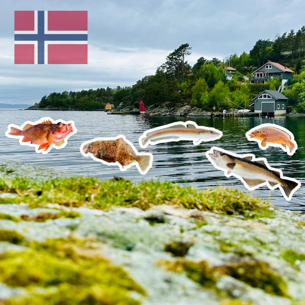 Fischartenchallenge: Was lebt alles im Fjord? - Norwegen Spezial | #154