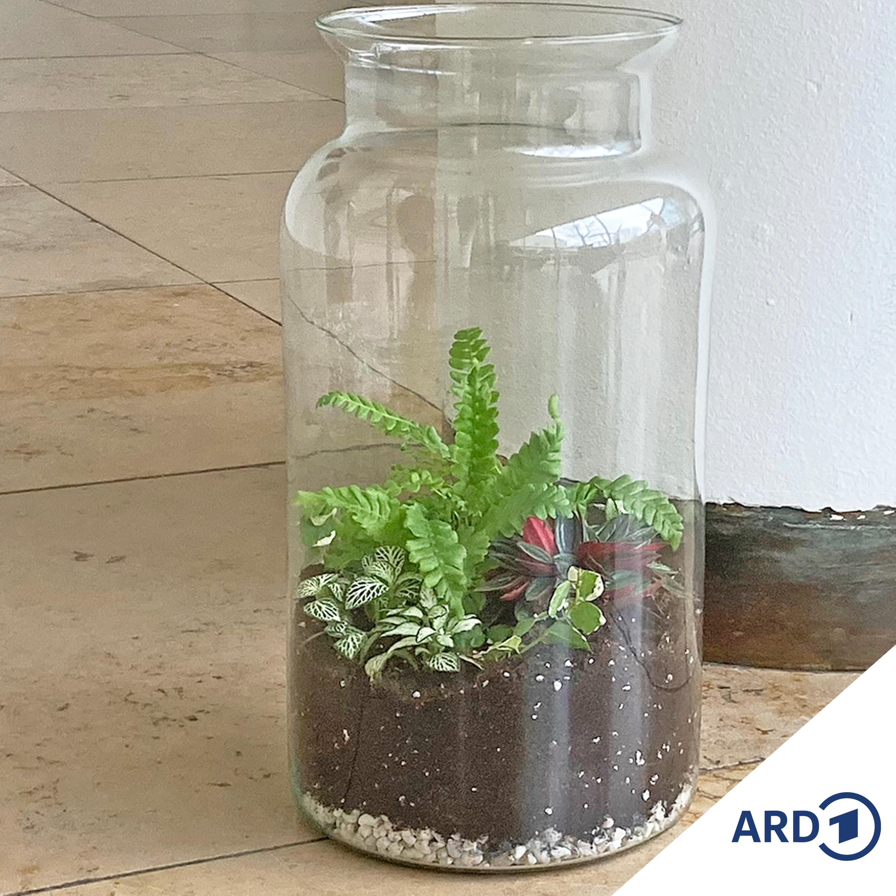 Flaschengarten anlegen: Ökosystem im Glas