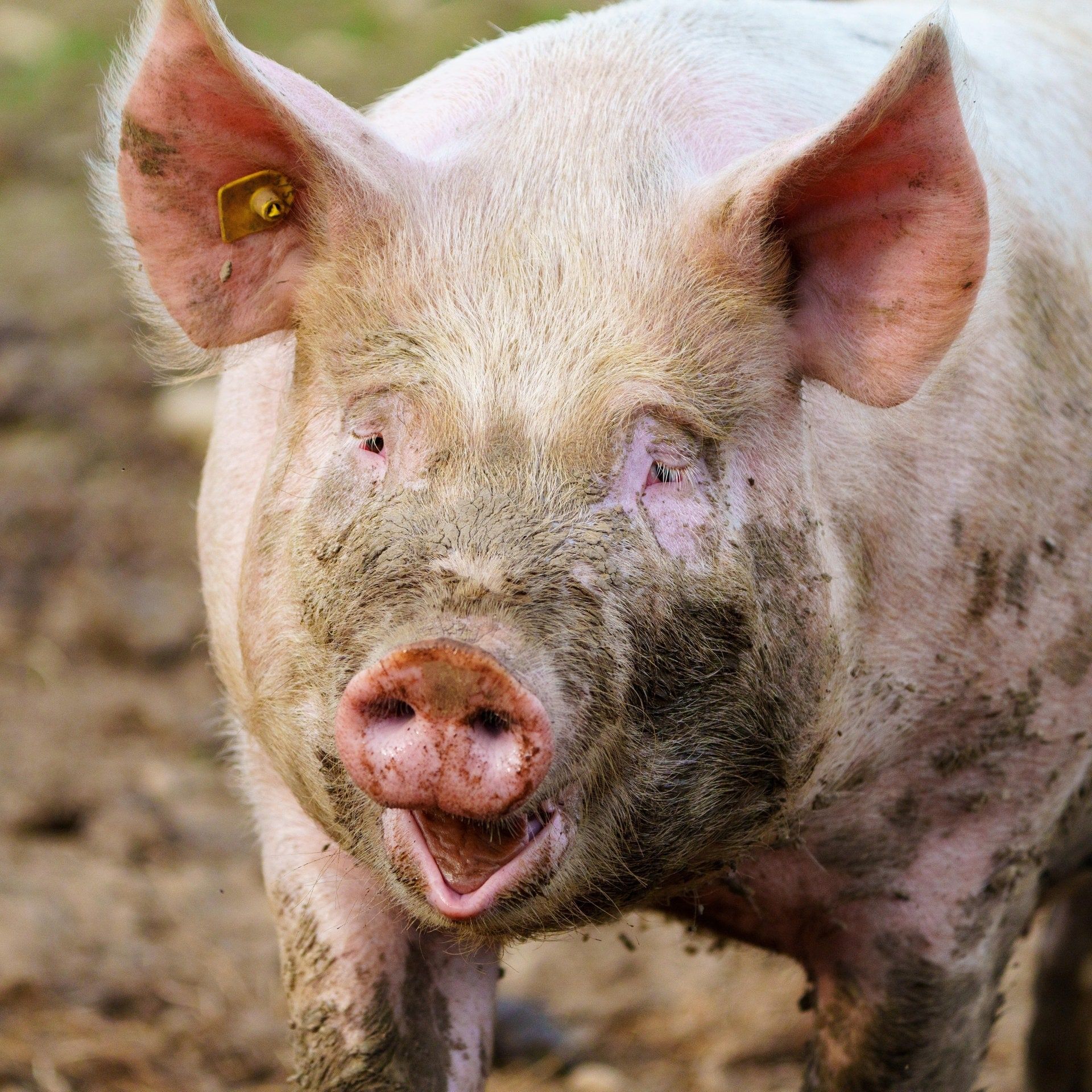 Fleisch aus guter Haltung – Brauchen wir ein staatliches Tierwohllabel?