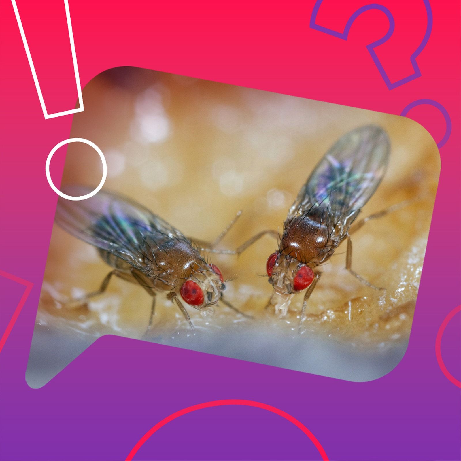 Flirten Fruchtfliegen gerne betrunken?