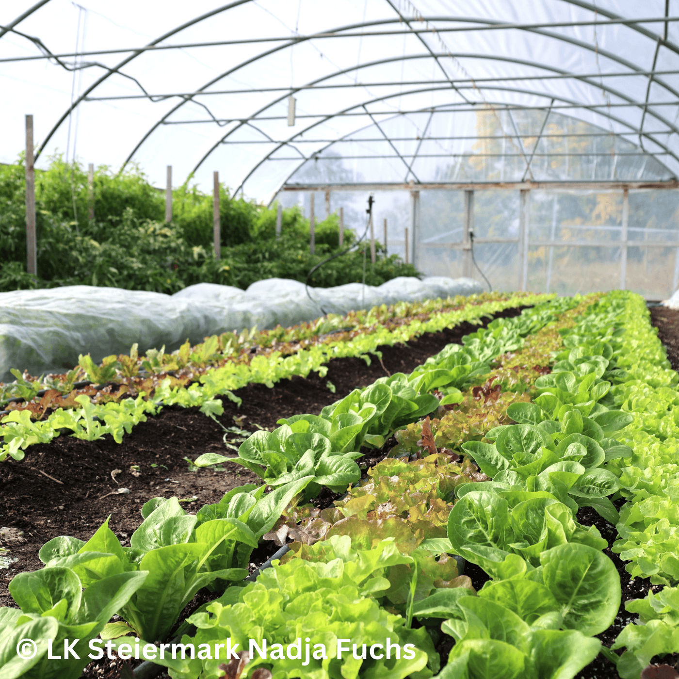 Folge 140: Klein aber fein – ein Trend in der Landwirtschaft – die Marktgärtnerei