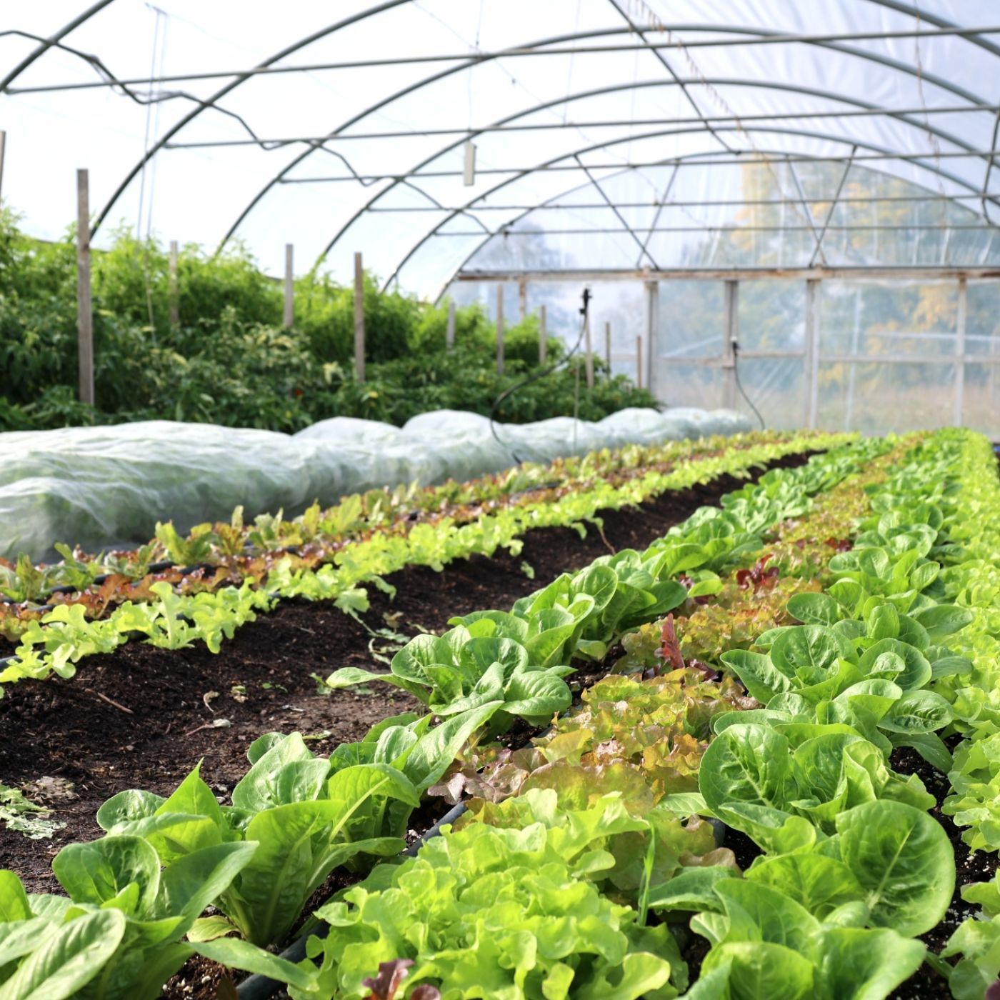 Folge 140: Klein aber fein – ein Trend in der Landwirtschaft – die Marktgärtnerei