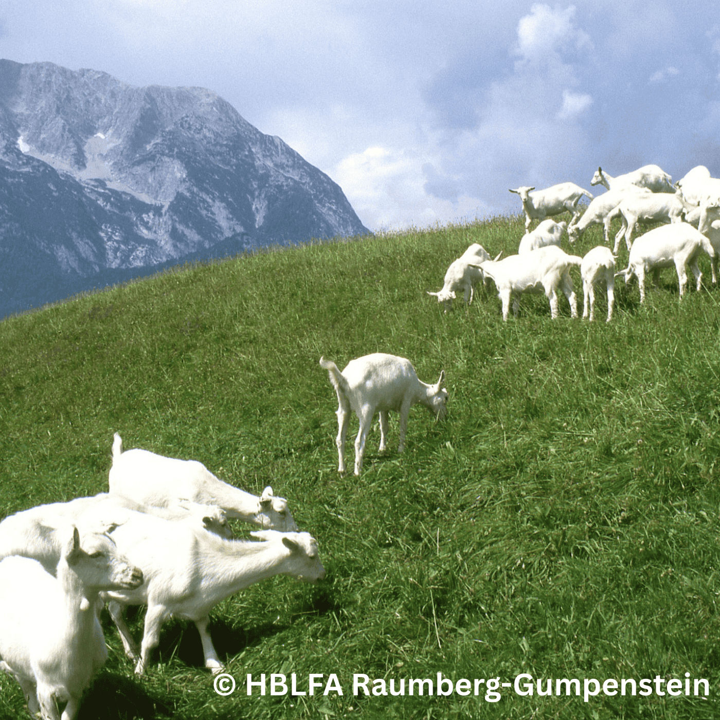 Folge 141: Kann kluges Weidemanagement Parasiten natürlich reduzieren?