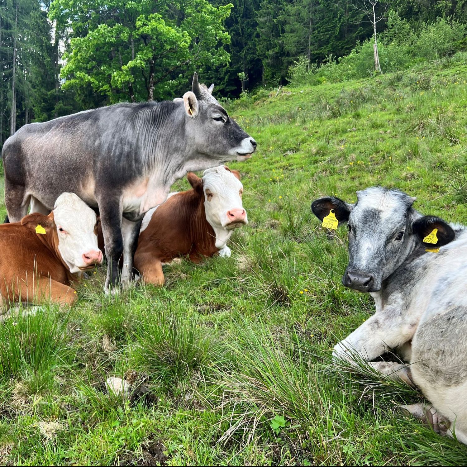 Folge 142: Weide Strategien für Steilflächen & Hutweiden