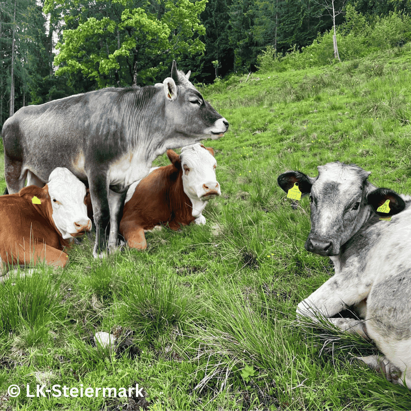 Folge 142: Weide Strategien für Steilflächen & Hutweiden