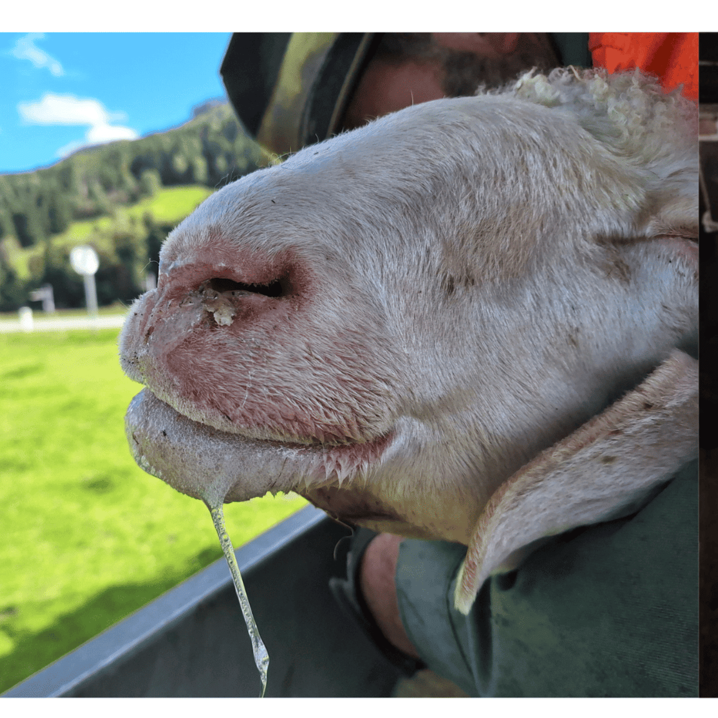 Folge 143: Aktuelles zur Blauzungenkrankheit