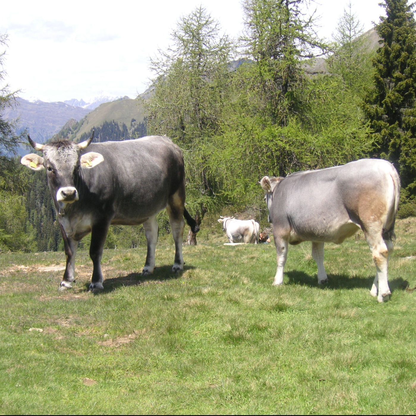 Folge 144: Almfleisch unter der Lupe – Ganzheitliche Qualität sichtbar machen